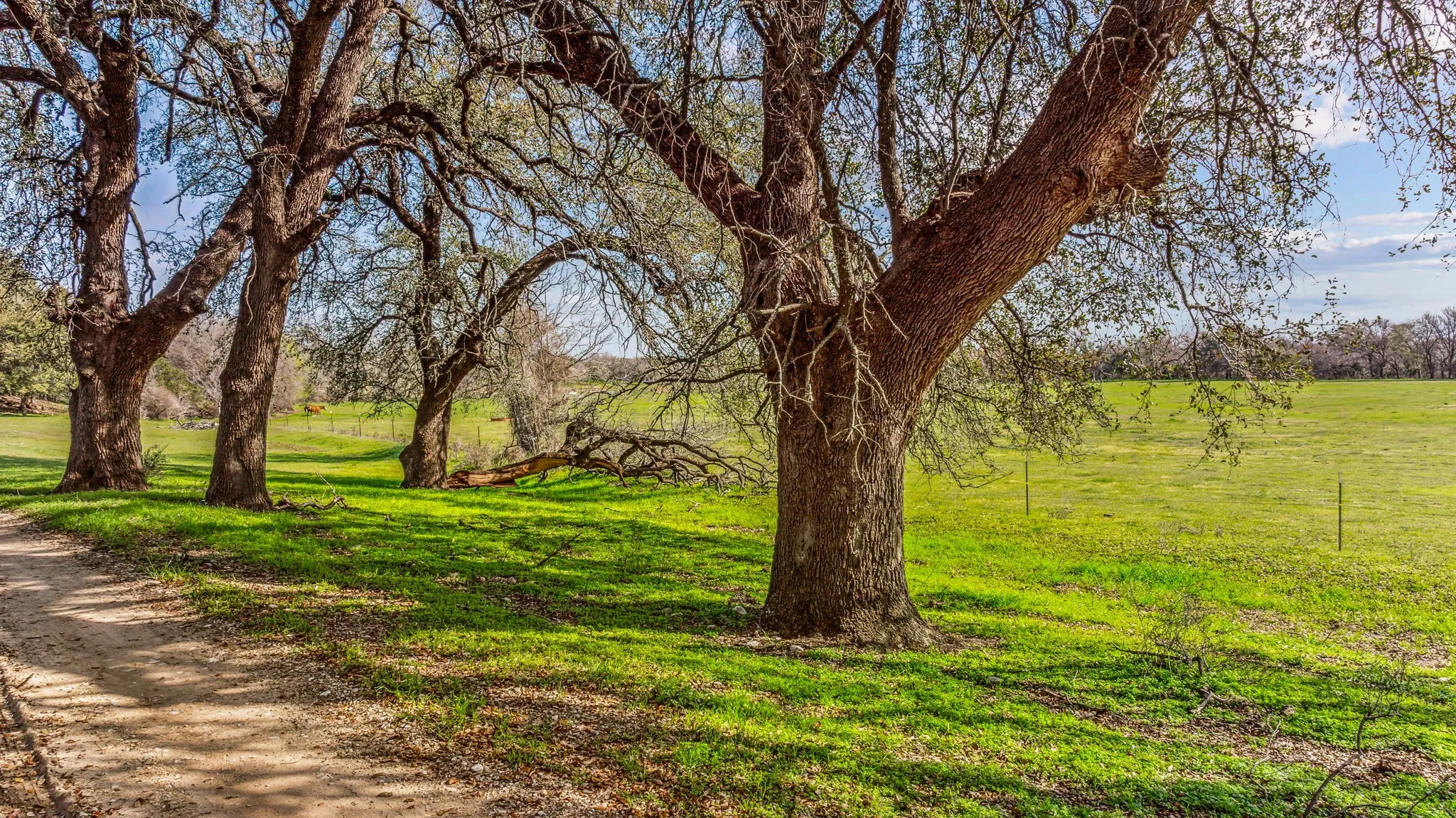 Unimproved Land For Sale in Erath County , TBD-4 CR 160, Bluff Dale, Texas 76433, 0, 0, Garage spaces, 0 Sqft, built in 0, mls#20853164, Real Estate Agent in Bluff Dale, Homes For Sale in Erath county, Homes For Sale in Bluff Dale, Realtor in Bluff Dale Texas, Real Estate Brokerage Independent Realty Texas, Luminita Cordes Realtor