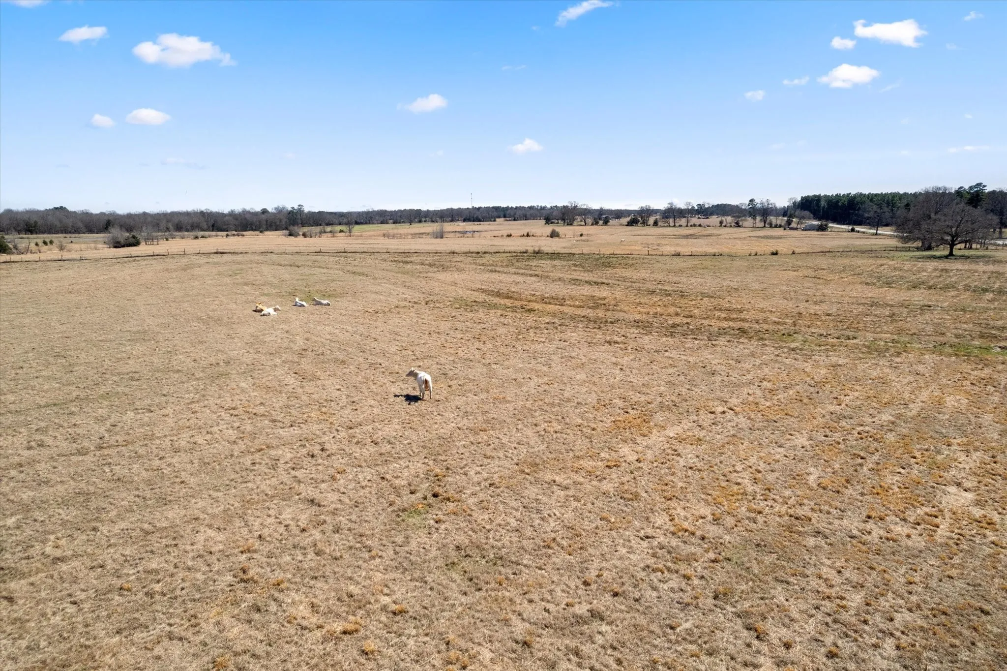 Unimproved Land For Sale in Titus County , TBD FM 21, Mt Pleasant, Texas 75455, 0, 0, Garage spaces, 0 Sqft, built in 0, mls#20856785, Real Estate Agent in Mt Pleasant, Homes For Sale in Titus county, Homes For Sale in Mt Pleasant, Realtor in Mt Pleasant Texas, Real Estate Brokerage Independent Realty Texas, Luminita Cordes Realtor
