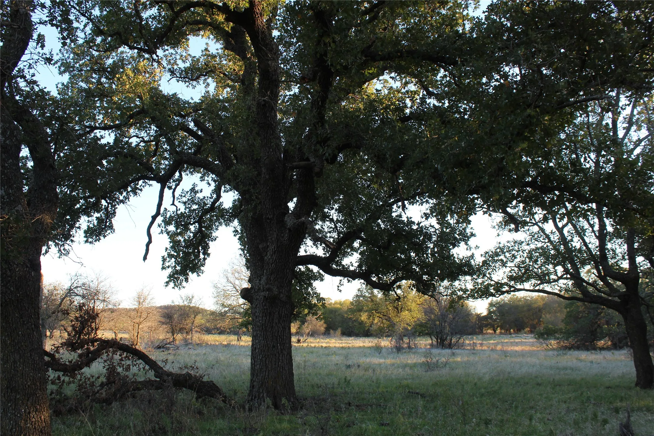 Ranch For Sale in Jack County , 151 ac TBD W Hwy 114, Jermyn, Texas 76459, 0, 0, Garage spaces, 0 Sqft, built in 0, Price $898,500, mls#20863286, Real Estate Agent in Jermyn, Homes For Sale in Jack county, Homes For Sale in Jermyn, Realtor in Jermyn Texas, Real Estate Brokerage Independent Realty Texas, Luminita Cordes Realtor