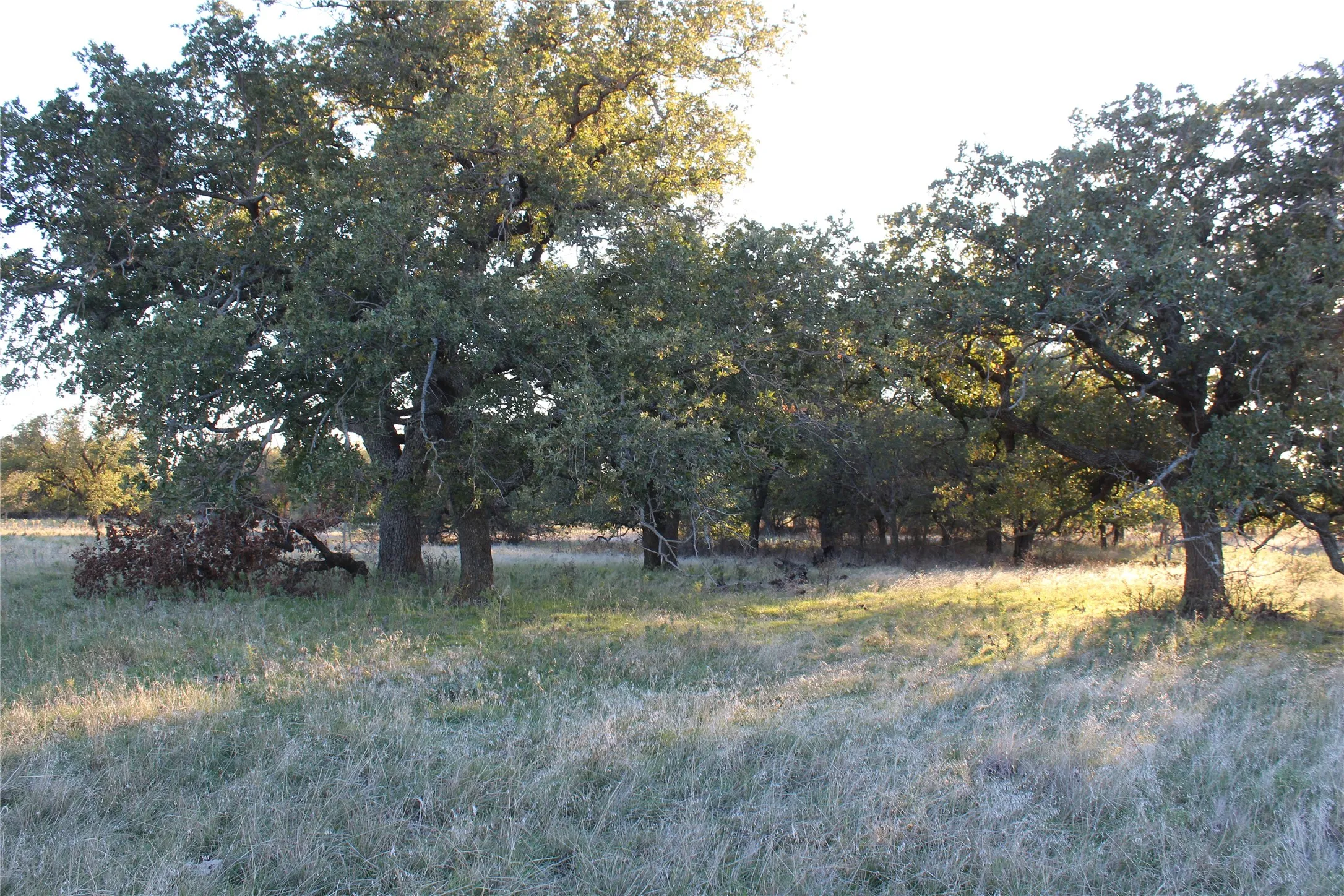 Ranch For Sale in Jack County , 151 ac TBD W Hwy 114, Jermyn, Texas 76459, 0, 0, Garage spaces, 0 Sqft, built in 0, Price $898,500, mls#20863286, Real Estate Agent in Jermyn, Homes For Sale in Jack county, Homes For Sale in Jermyn, Realtor in Jermyn Texas, Real Estate Brokerage Independent Realty Texas, Luminita Cordes Realtor