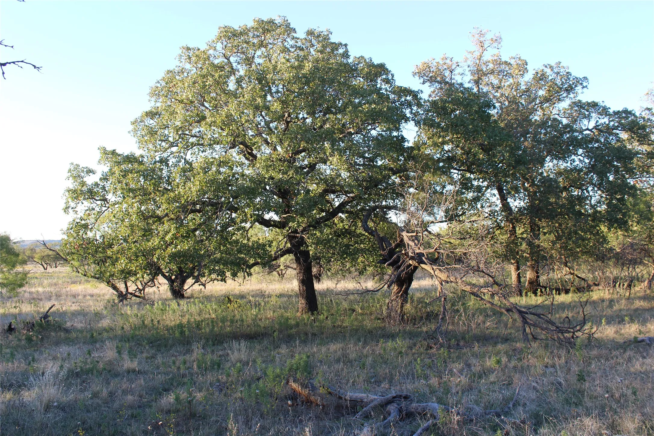 Ranch For Sale in Jack County , 151 ac TBD W Hwy 114, Jermyn, Texas 76459, 0, 0, Garage spaces, 0 Sqft, built in 0, Price $898,500, mls#20863286, Real Estate Agent in Jermyn, Homes For Sale in Jack county, Homes For Sale in Jermyn, Realtor in Jermyn Texas, Real Estate Brokerage Independent Realty Texas, Luminita Cordes Realtor