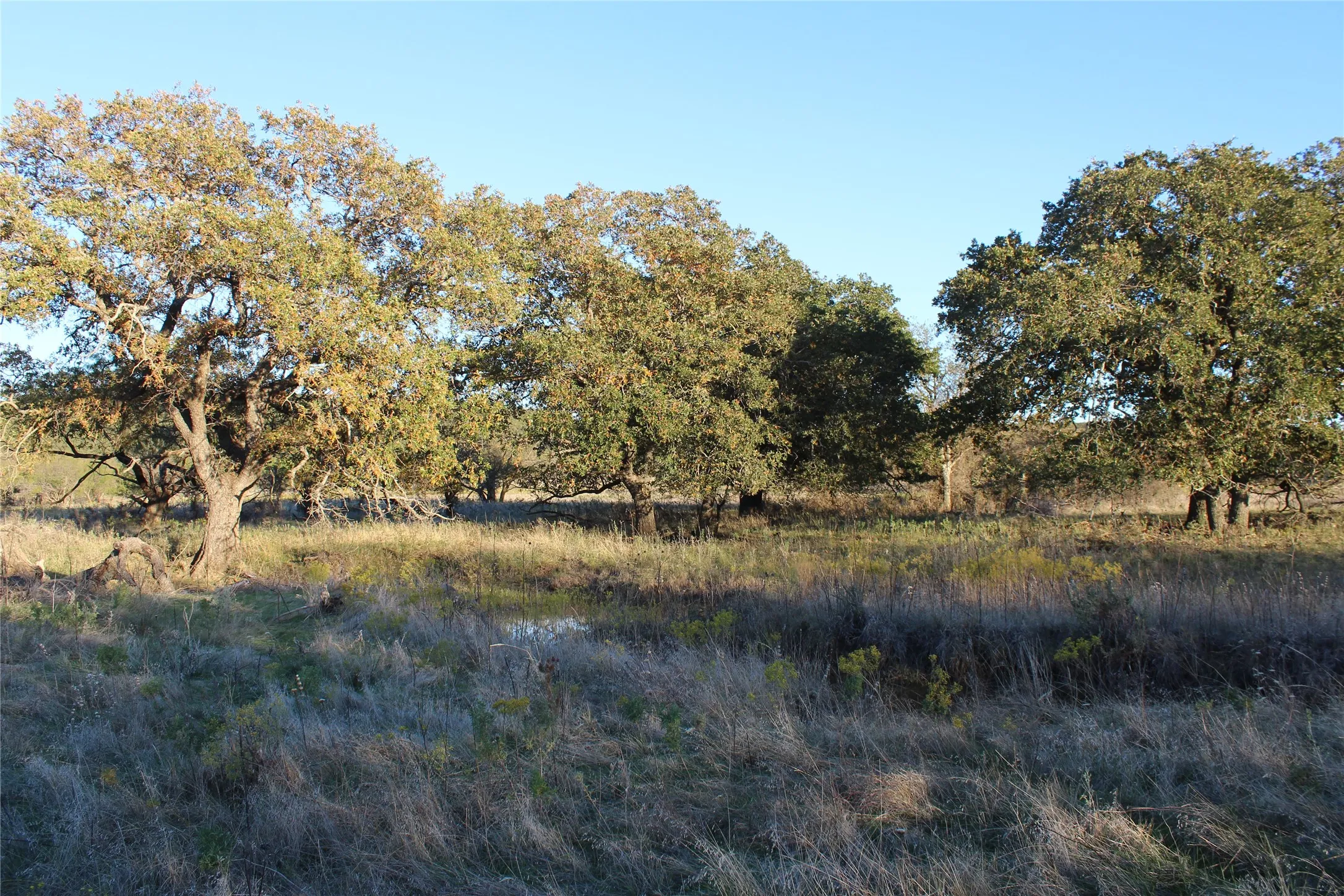 Ranch For Sale in Jack County , 151 ac TBD W Hwy 114, Jermyn, Texas 76459, 0, 0, Garage spaces, 0 Sqft, built in 0, Price $898,500, mls#20863286, Real Estate Agent in Jermyn, Homes For Sale in Jack county, Homes For Sale in Jermyn, Realtor in Jermyn Texas, Real Estate Brokerage Independent Realty Texas, Luminita Cordes Realtor