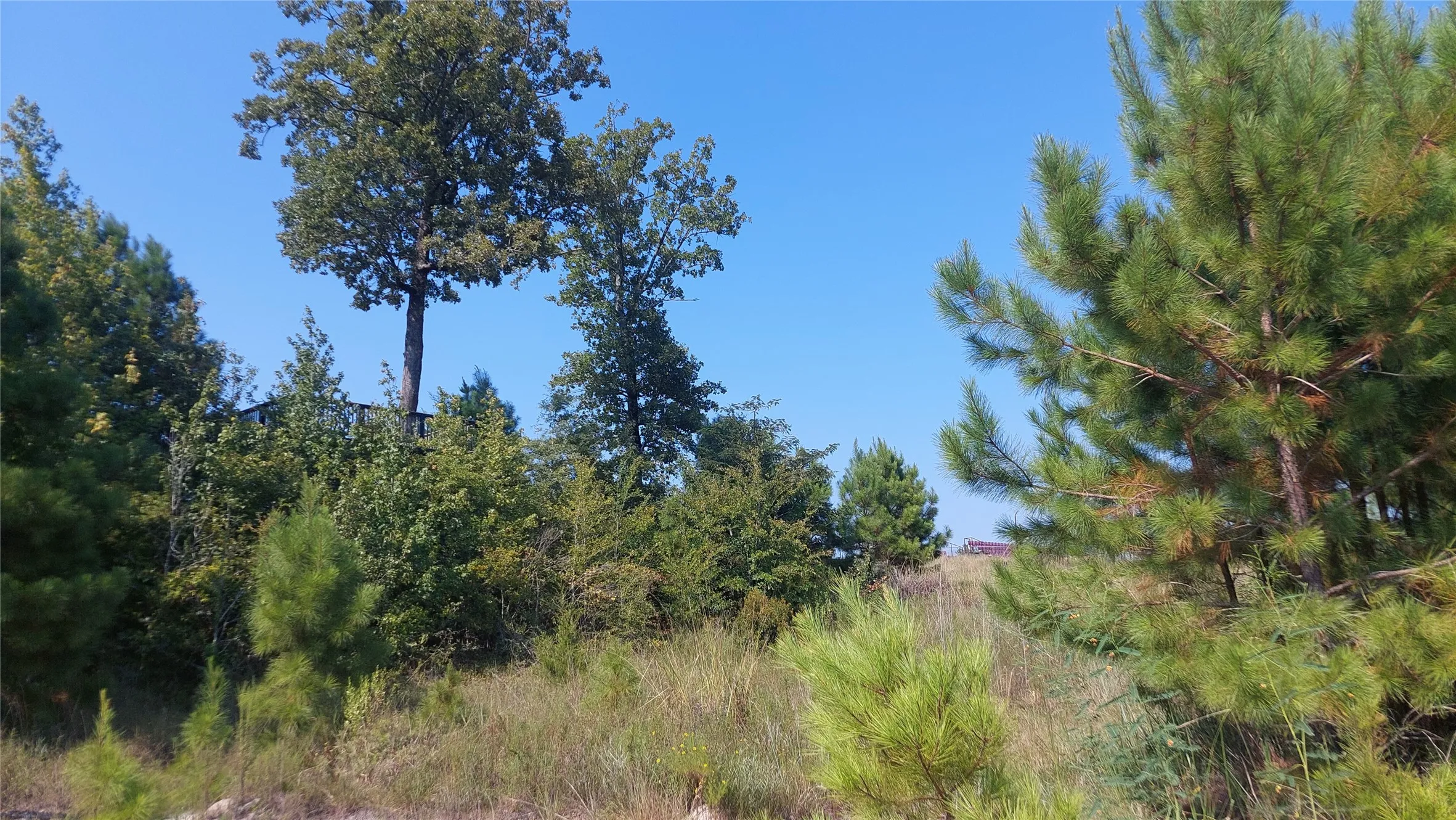 View of nature