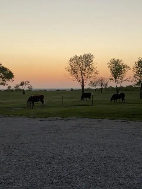 Unimproved Land For Sale in Grayson County , 000 Mc Connell Road, Gunter, Texas 75058, 0, 0, Garage spaces, 0 Sqft, built in 0, Price $2,600,000, mls#20866126, Real Estate Agent in Gunter, Homes For Sale in Grayson county, Homes For Sale in Gunter, Realtor in Gunter Texas, Real Estate Brokerage Independent Realty Texas, Luminita Cordes Realtor