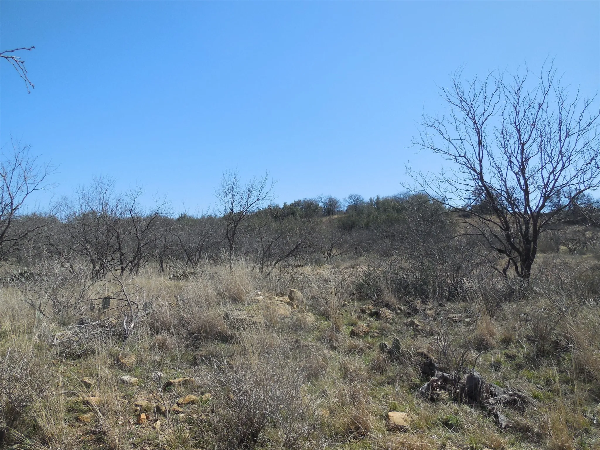 View of local wilderness