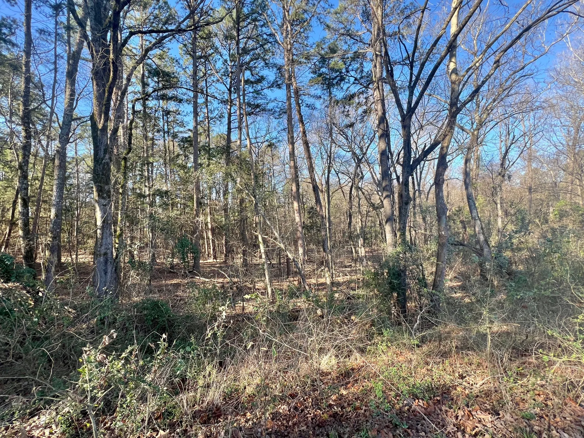 View of landscape featuring a view of trees