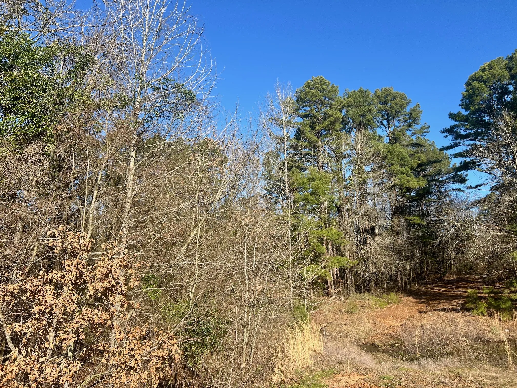 View of nature