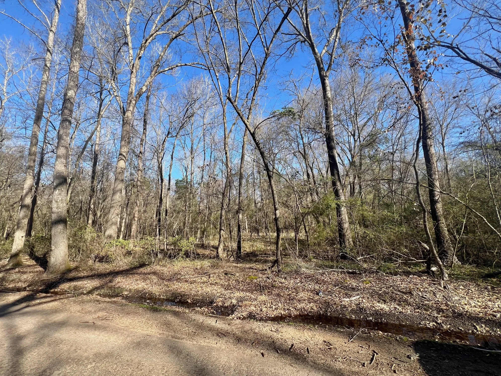 View of local wilderness featuring a wooded view