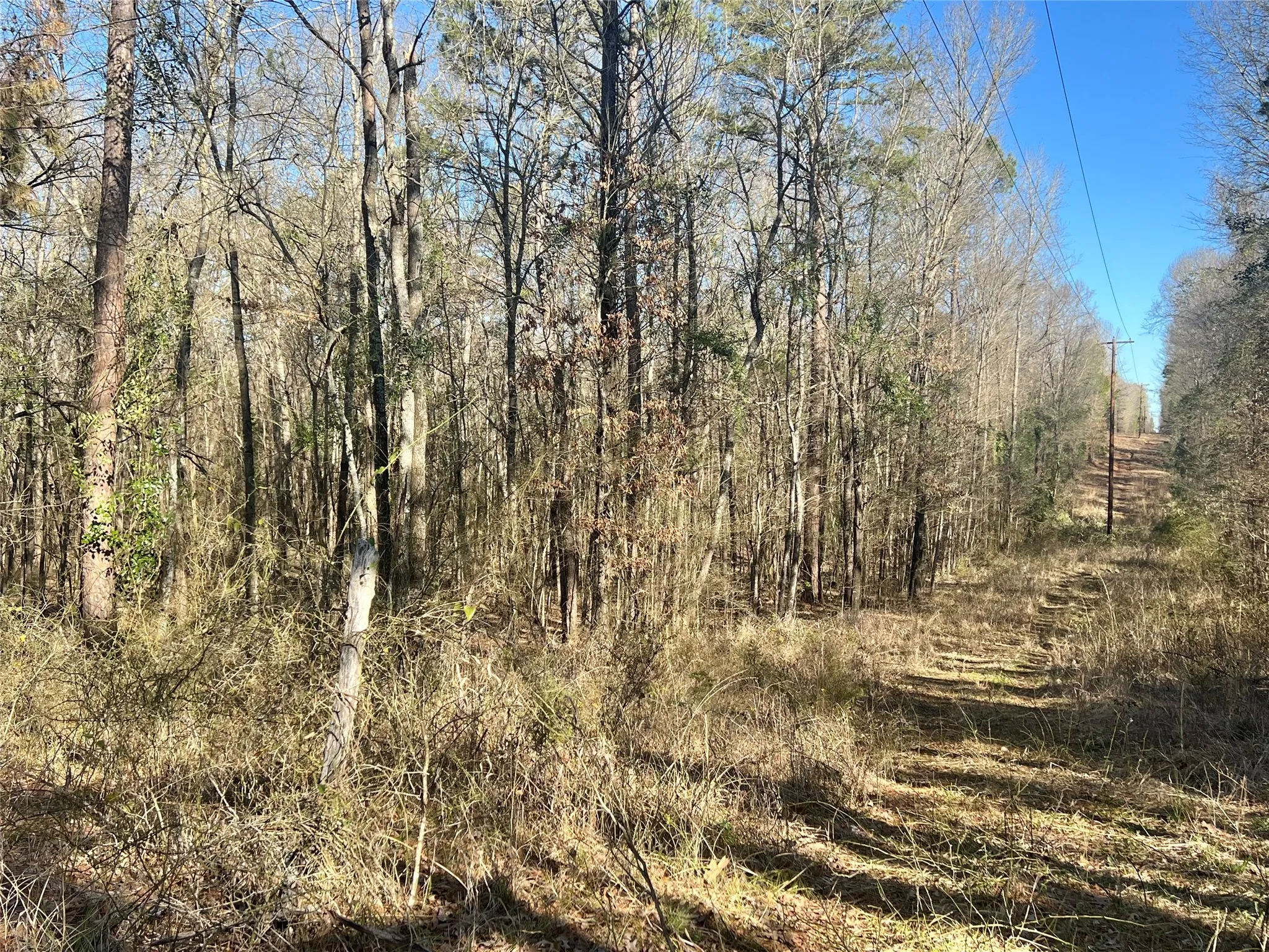 View of nature featuring a view of trees