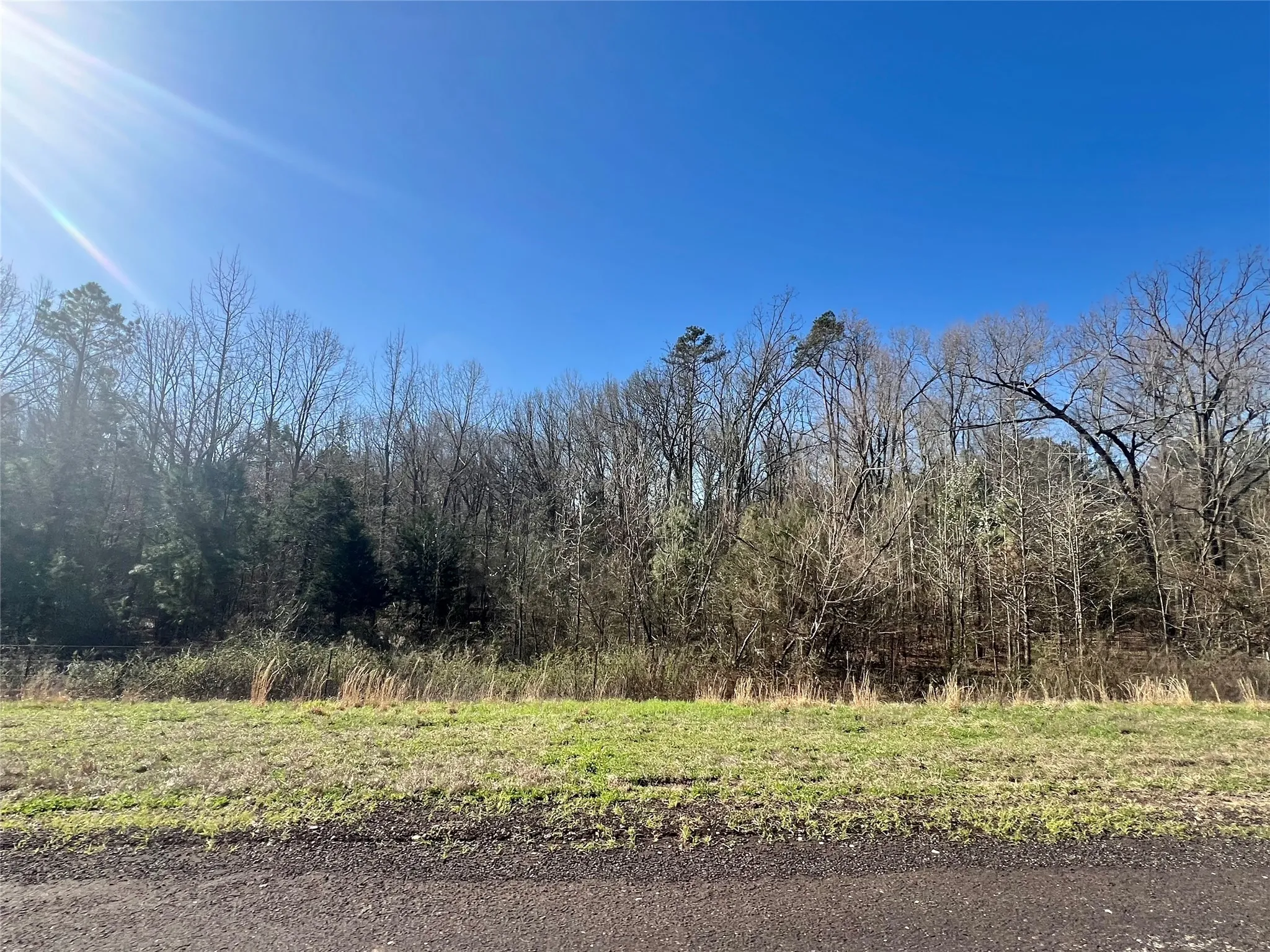 View of local wilderness with a view of trees
