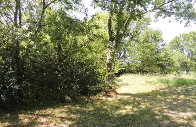 View of nature