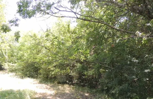 View of local wilderness with a wooded view
