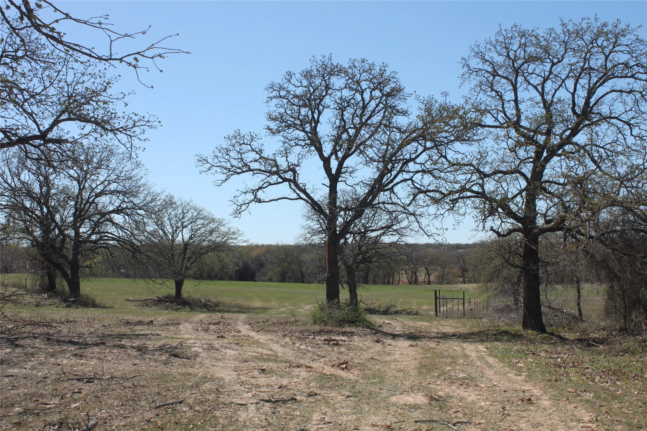 Cleared pathways and trees