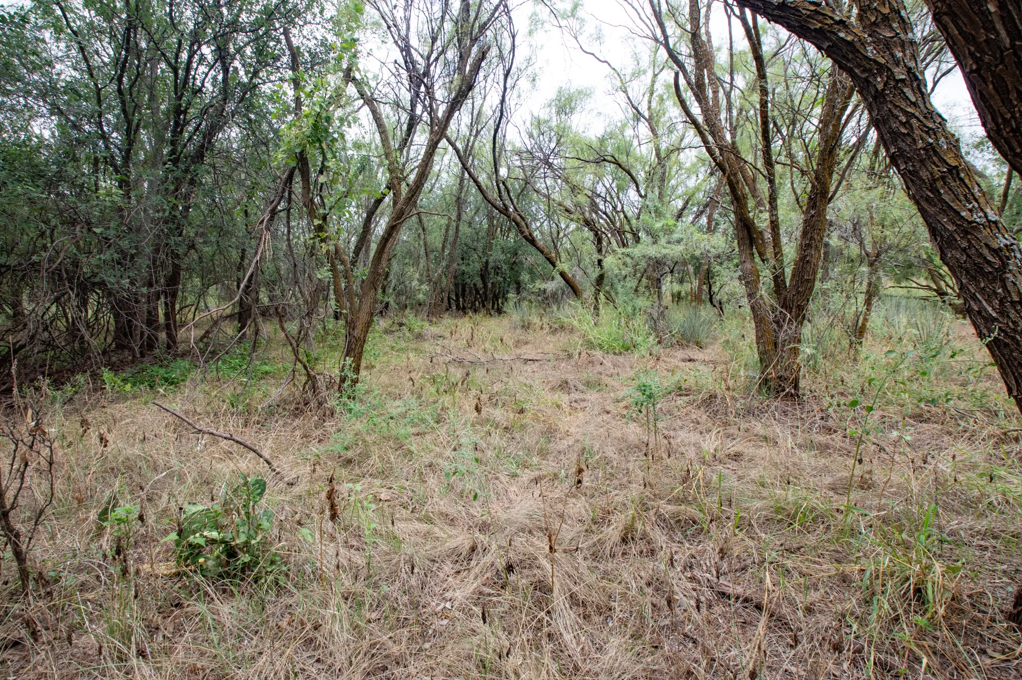 Ranch For Sale in Mitchell County , 3108 CR 125, Colorado City, Texas 79512, 0, 0, Garage spaces, 0 Sqft, built in 0, mls#20874509, Real Estate Agent in Colorado City, Homes For Sale in Mitchell county, Homes For Sale in Colorado City, Realtor in Colorado City Texas, Real Estate Brokerage Independent Realty Texas, Luminita Cordes Realtor
