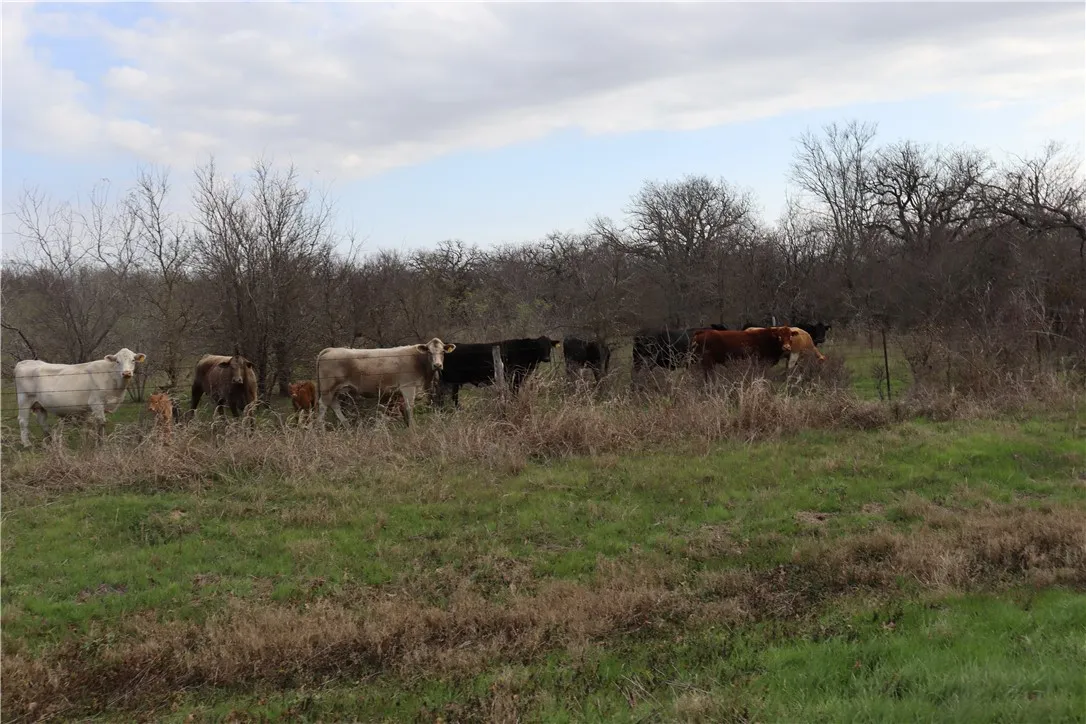 Unimproved Land For Sale in Limestone County , 4202 S FM 339, Groesbeck, Texas 76642, 0, 0, Garage spaces, 0 Sqft, built in 0, Unknown, mls#227601, Real Estate Agent in Groesbeck, Homes For Sale in Limestone county, Homes For Sale in Groesbeck, Realtor in Groesbeck Texas, Real Estate Brokerage Independent Realty Texas, Luminita Cordes Realtor