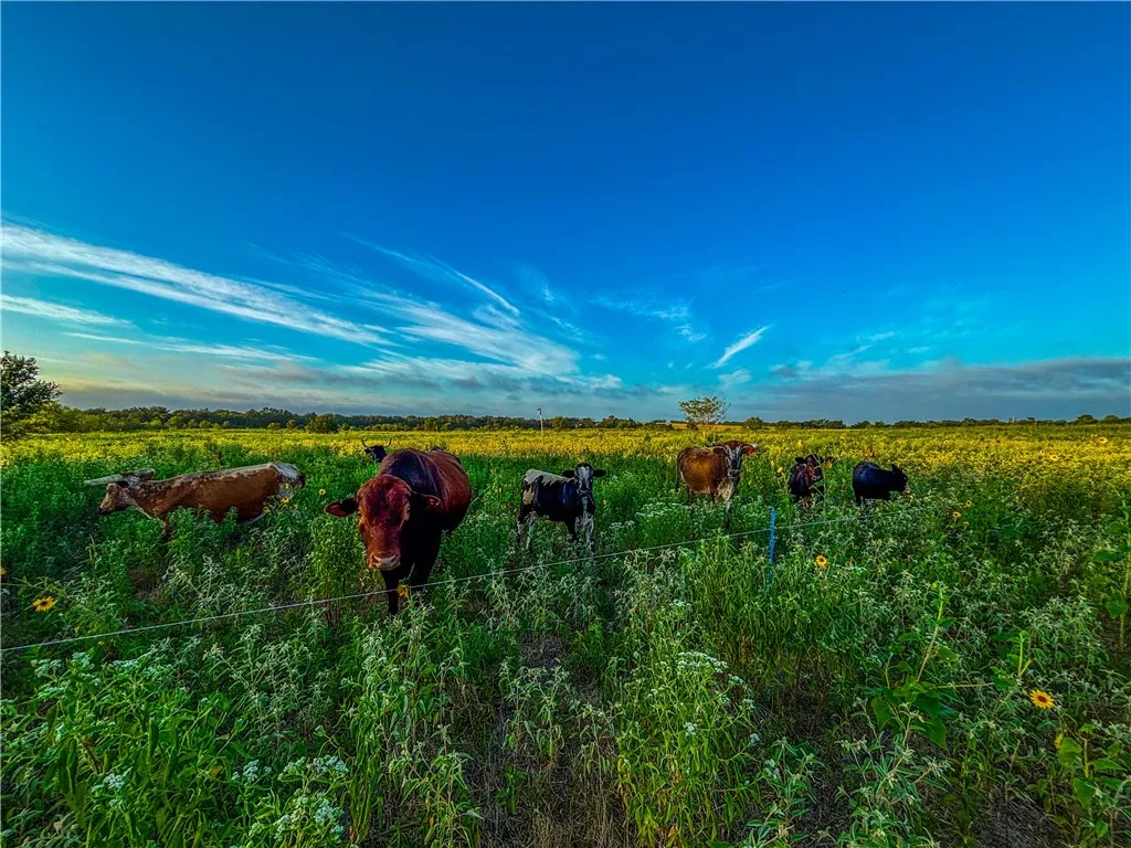 Unimproved Land For Sale in Limestone County , UNK LCR 660 Road, Kosse, Texas 76653, 0, 0, Garage spaces, 0 Sqft, built in 0, Price $115,000, mls#225263, Real Estate Agent in Kosse, Homes For Sale in Limestone county, Homes For Sale in Kosse, Realtor in Kosse Texas, Real Estate Brokerage Independent Realty Texas, Luminita Cordes Realtor
