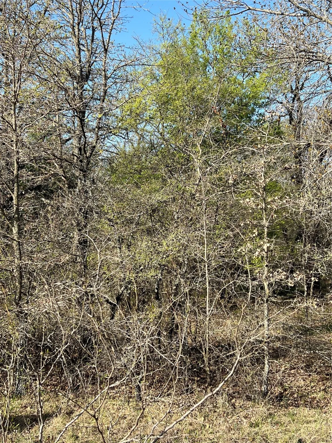 View of landscape - heavily treed lot