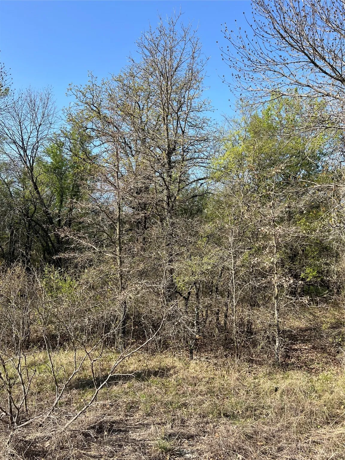 View of landscape - heavily treed lot