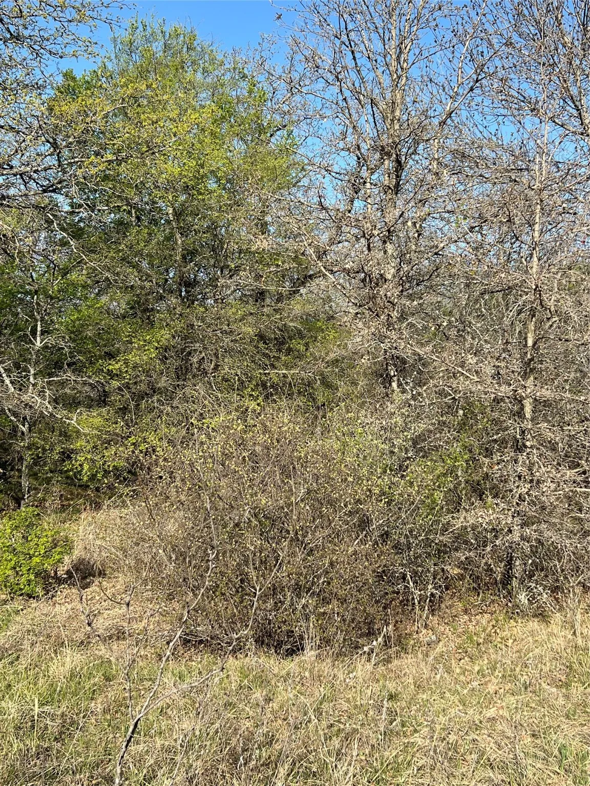 View of landscape - heavily treed lot