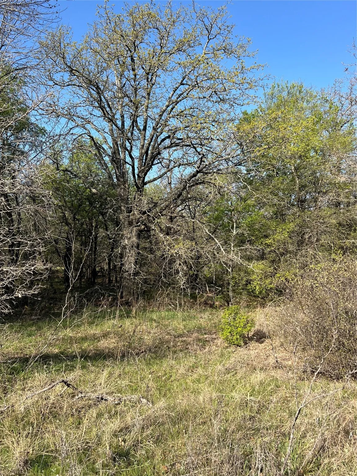 View of landscape - heavily treed lot