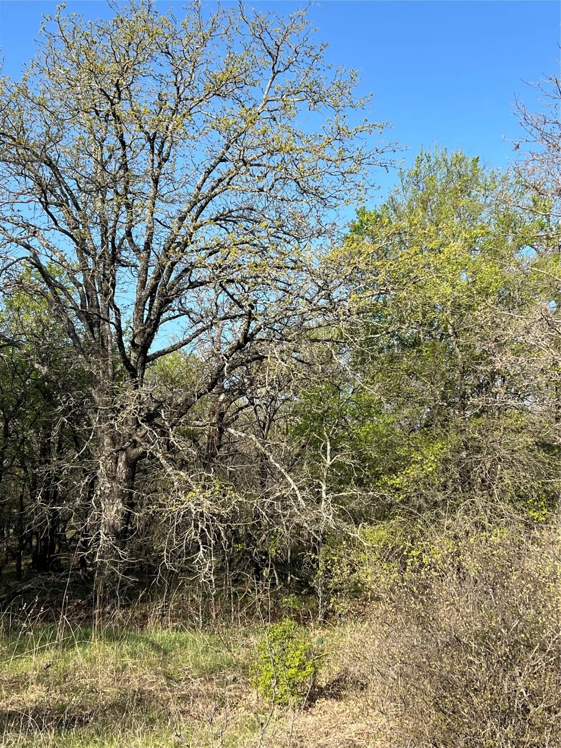 View of landscape - heavily treed lot