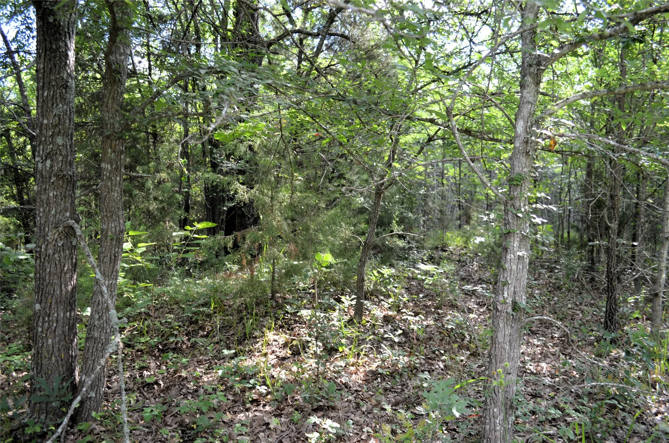 Unimproved Land For Sale in Van Zandt County , 760 VZ County Road 2315, Eustace, Texas 75124, 0, 0, Garage spaces, 0 Sqft, built in 0, mls#20878384, Real Estate Agent in Eustace, Homes For Sale in Van Zandt county, Homes For Sale in Eustace, Realtor in Eustace Texas, Real Estate Brokerage Independent Realty Texas, Luminita Cordes Realtor