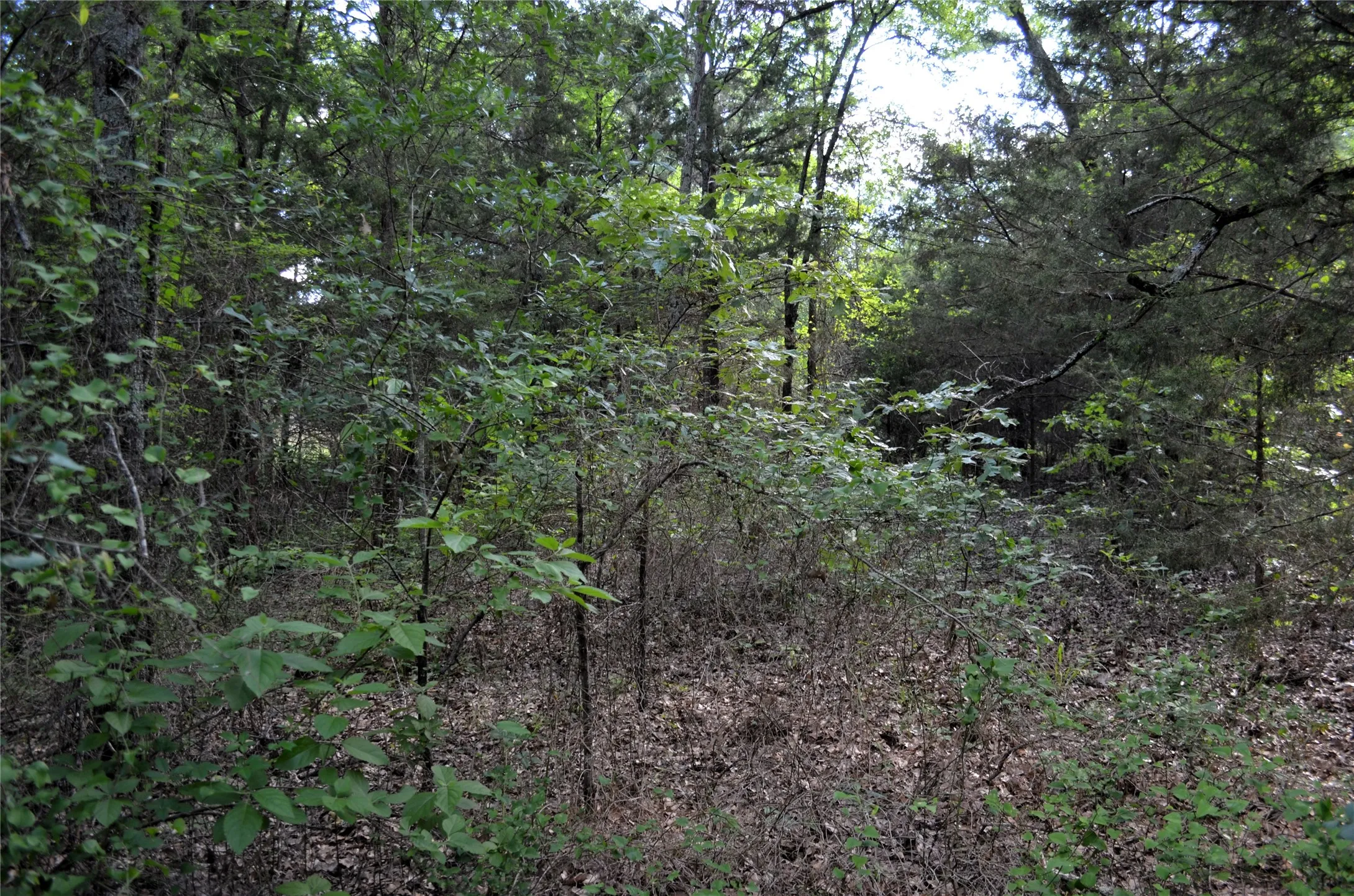 Unimproved Land For Sale in Van Zandt County , 760 VZ County Road 2315, Eustace, Texas 75124, 0, 0, Garage spaces, 0 Sqft, built in 0, mls#20878384, Real Estate Agent in Eustace, Homes For Sale in Van Zandt county, Homes For Sale in Eustace, Realtor in Eustace Texas, Real Estate Brokerage Independent Realty Texas, Luminita Cordes Realtor