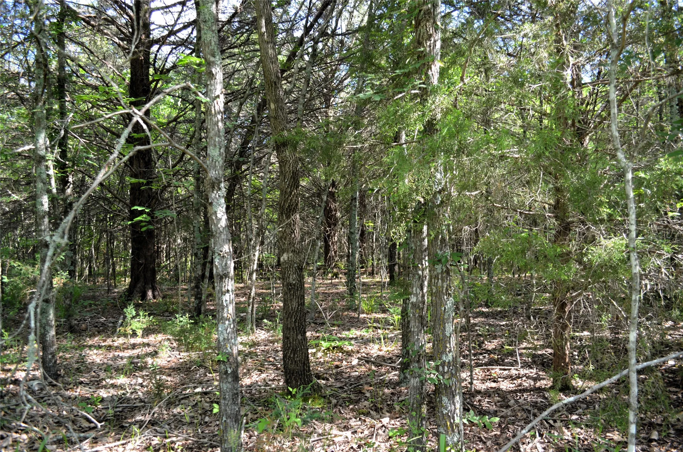 Unimproved Land For Sale in Van Zandt County , 760 VZ County Road 2315, Eustace, Texas 75124, 0, 0, Garage spaces, 0 Sqft, built in 0, mls#20878384, Real Estate Agent in Eustace, Homes For Sale in Van Zandt county, Homes For Sale in Eustace, Realtor in Eustace Texas, Real Estate Brokerage Independent Realty Texas, Luminita Cordes Realtor