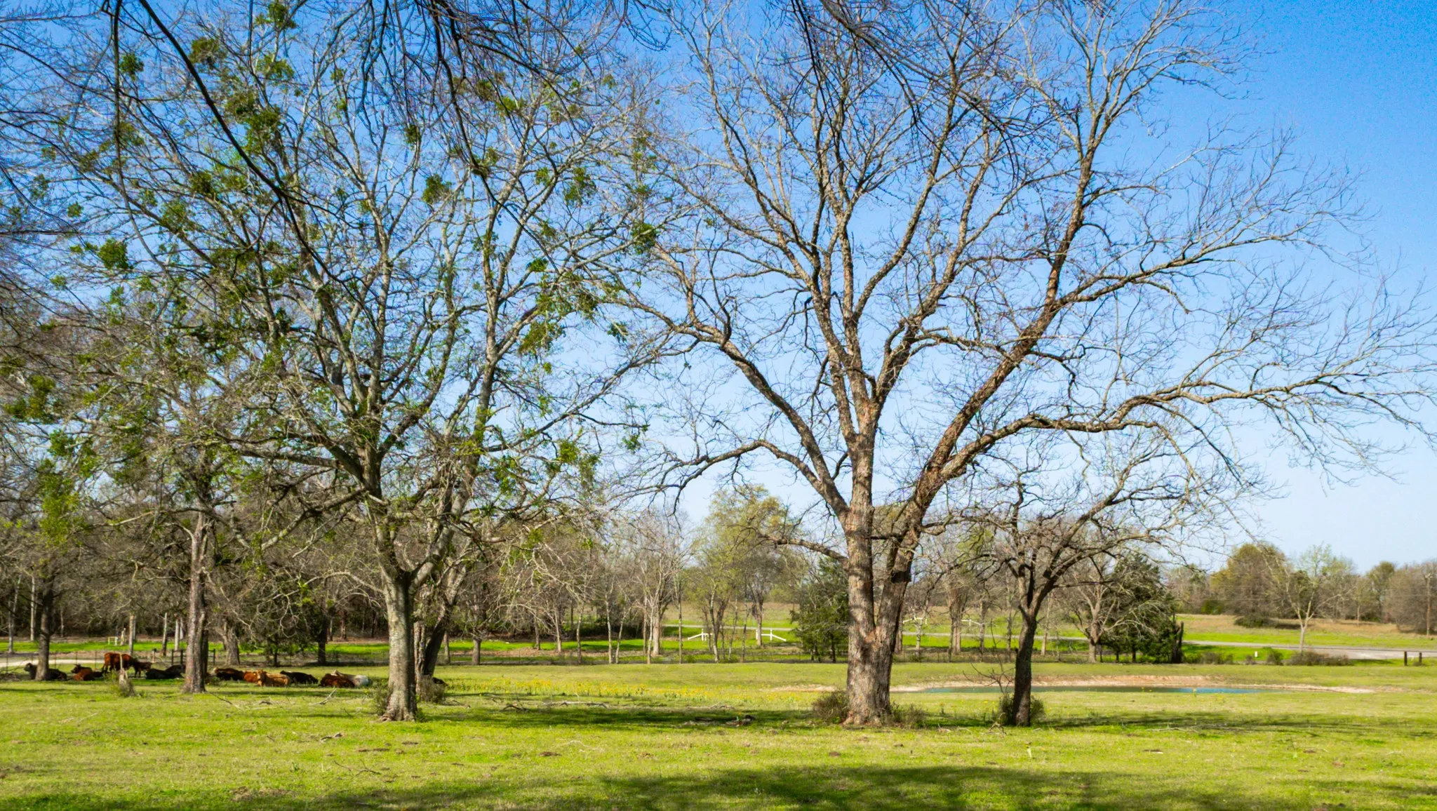 Single Family Residence For Sale in Limestone County , 141 Lcr 405, Mexia, Texas 76667, 3 Bedroom, 2 Bathroom, 2 Garage spaces, 2,841 Sqft, built in 1982, mls#20877532, Real Estate Agent in Mexia, Homes For Sale in Limestone county, Homes For Sale in Mexia, Realtor in Mexia Texas, Real Estate Brokerage Independent Realty Texas, Luminita Cordes Realtor