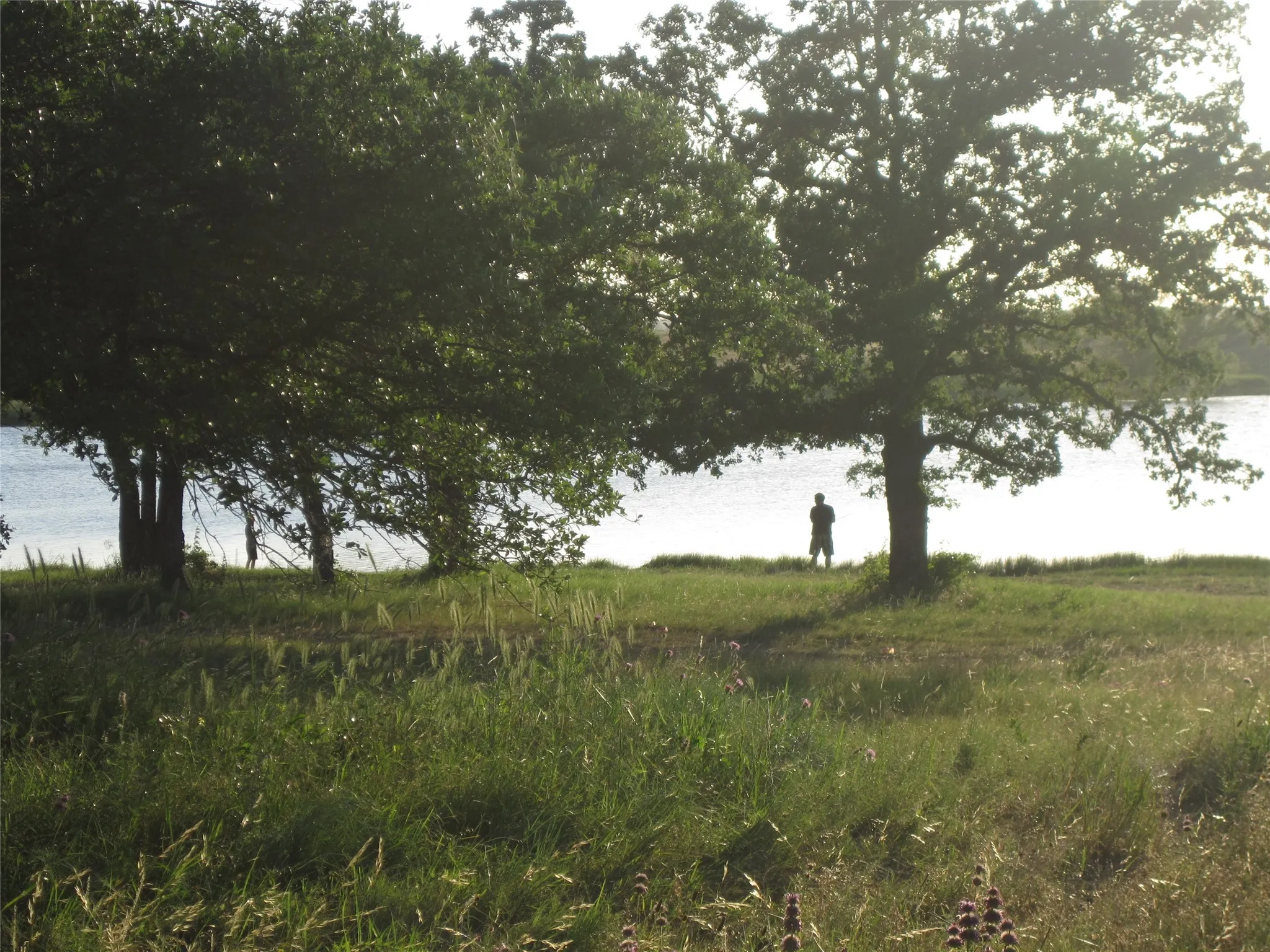 View of the community lake in the spring.