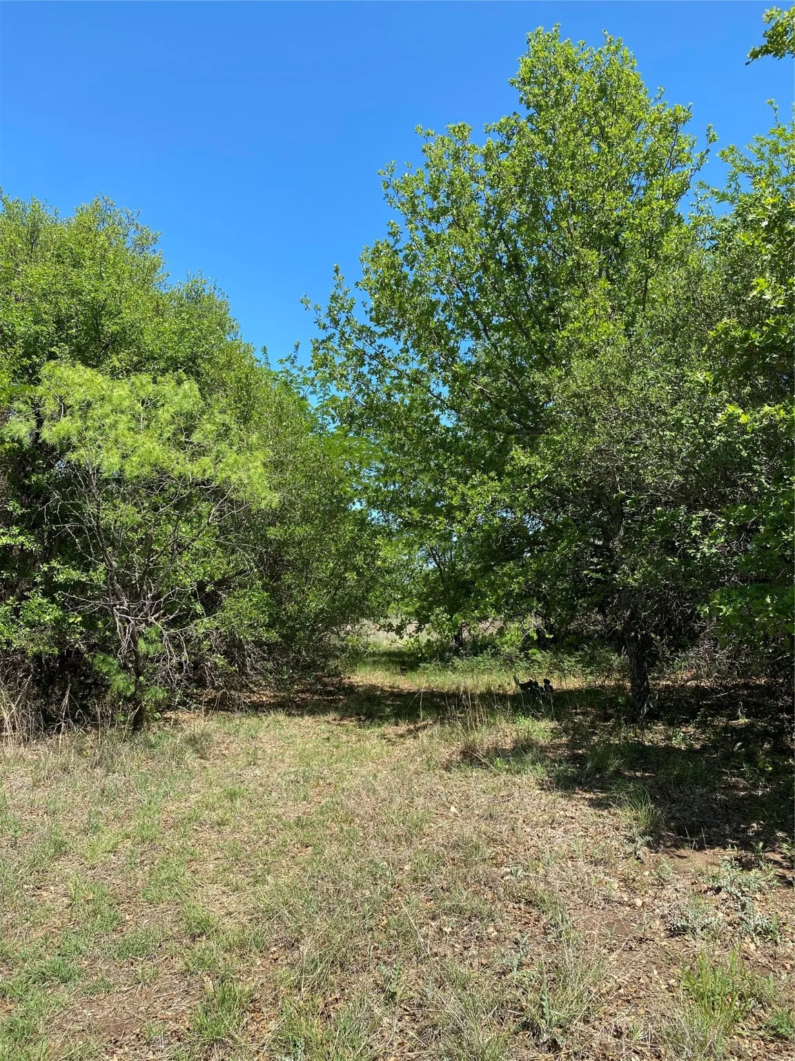 Unimproved Land For Sale in Wise County , TBD Miller Creek Lake Road, Paradise, Texas 76073, 0, 0, Garage spaces, 0 Sqft, built in 0, mls#20877045, Real Estate Agent in Paradise, Homes For Sale in Wise county, Homes For Sale in Paradise, Realtor in Paradise Texas, Real Estate Brokerage Independent Realty Texas, Luminita Cordes Realtor