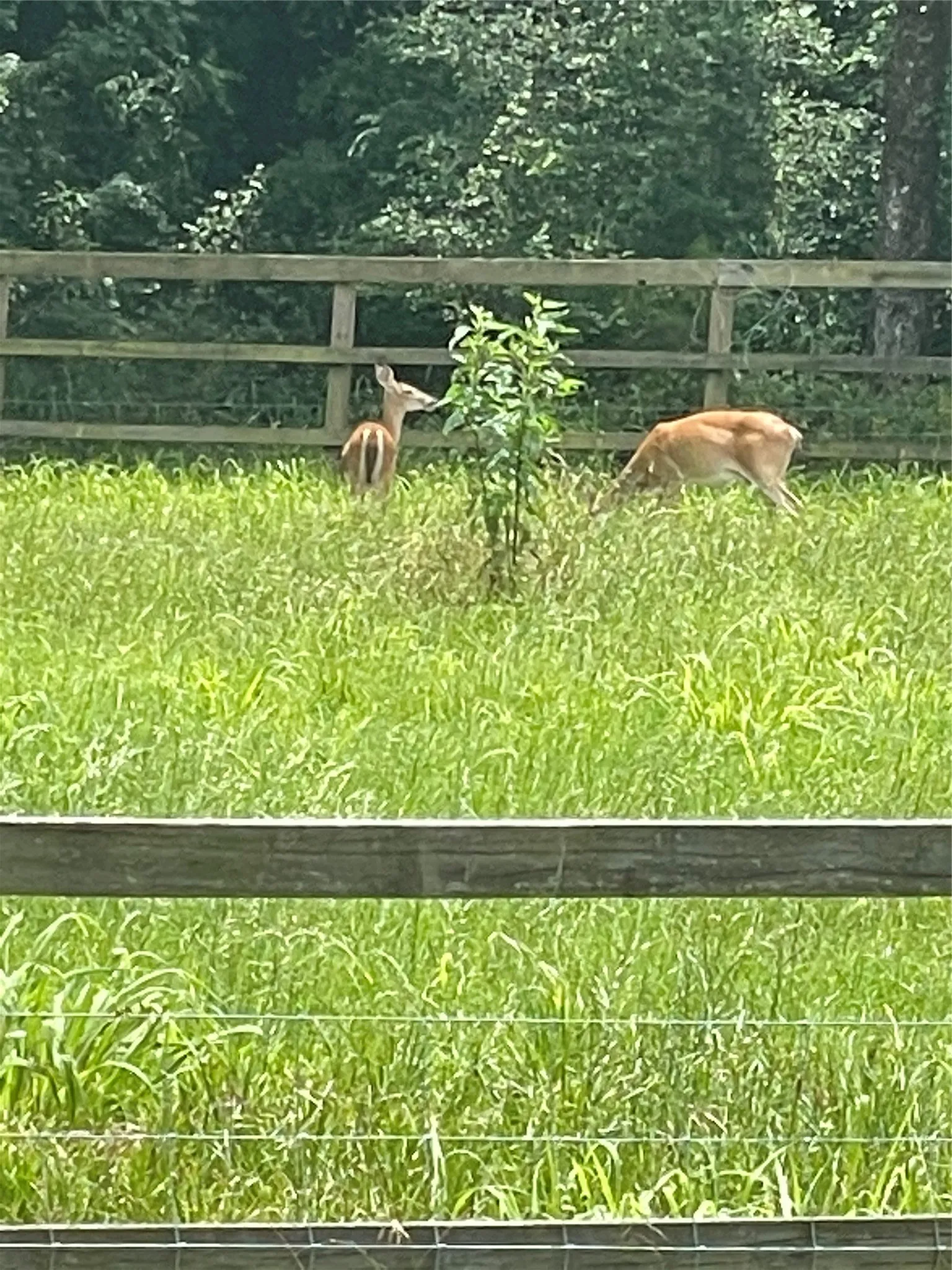 Deer