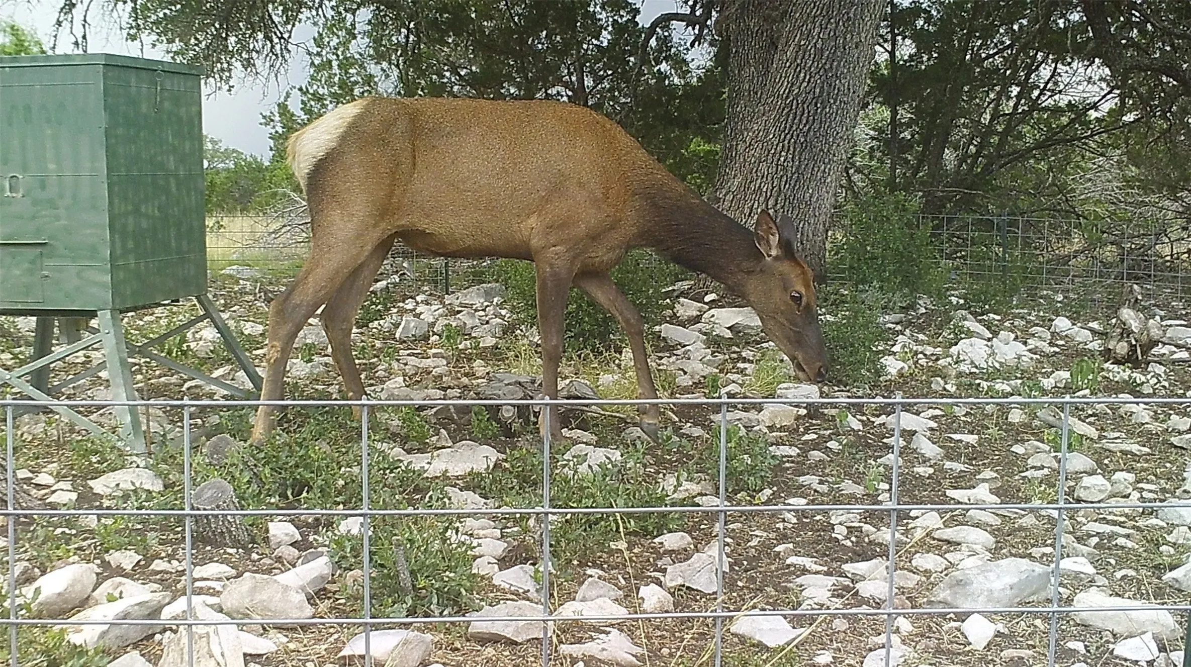 Unimproved Land For Sale in Edwards County , 919 SD 16010, Rocksprings, Texas 78880, 0, 0, Garage spaces, 0 Sqft, built in 2021, mls#20886651, Real Estate Agent in Rocksprings, Homes For Sale in Edwards county, Homes For Sale in Rocksprings, Realtor in Rocksprings Texas, Real Estate Brokerage Independent Realty Texas, Luminita Cordes Realtor