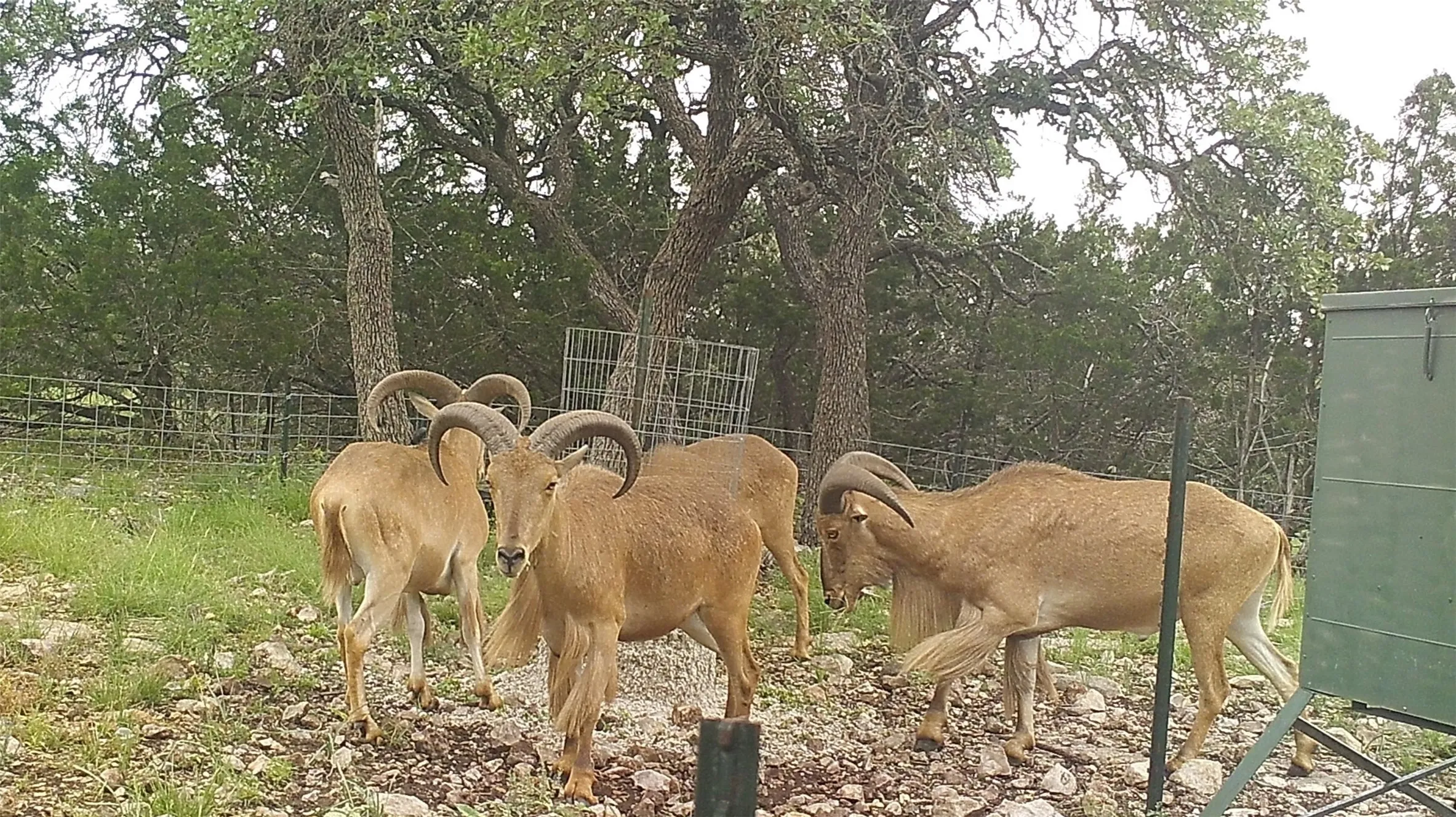 Unimproved Land For Sale in Edwards County , 919 SD 16010, Rocksprings, Texas 78880, 0, 0, Garage spaces, 0 Sqft, built in 2021, mls#20886651, Real Estate Agent in Rocksprings, Homes For Sale in Edwards county, Homes For Sale in Rocksprings, Realtor in Rocksprings Texas, Real Estate Brokerage Independent Realty Texas, Luminita Cordes Realtor