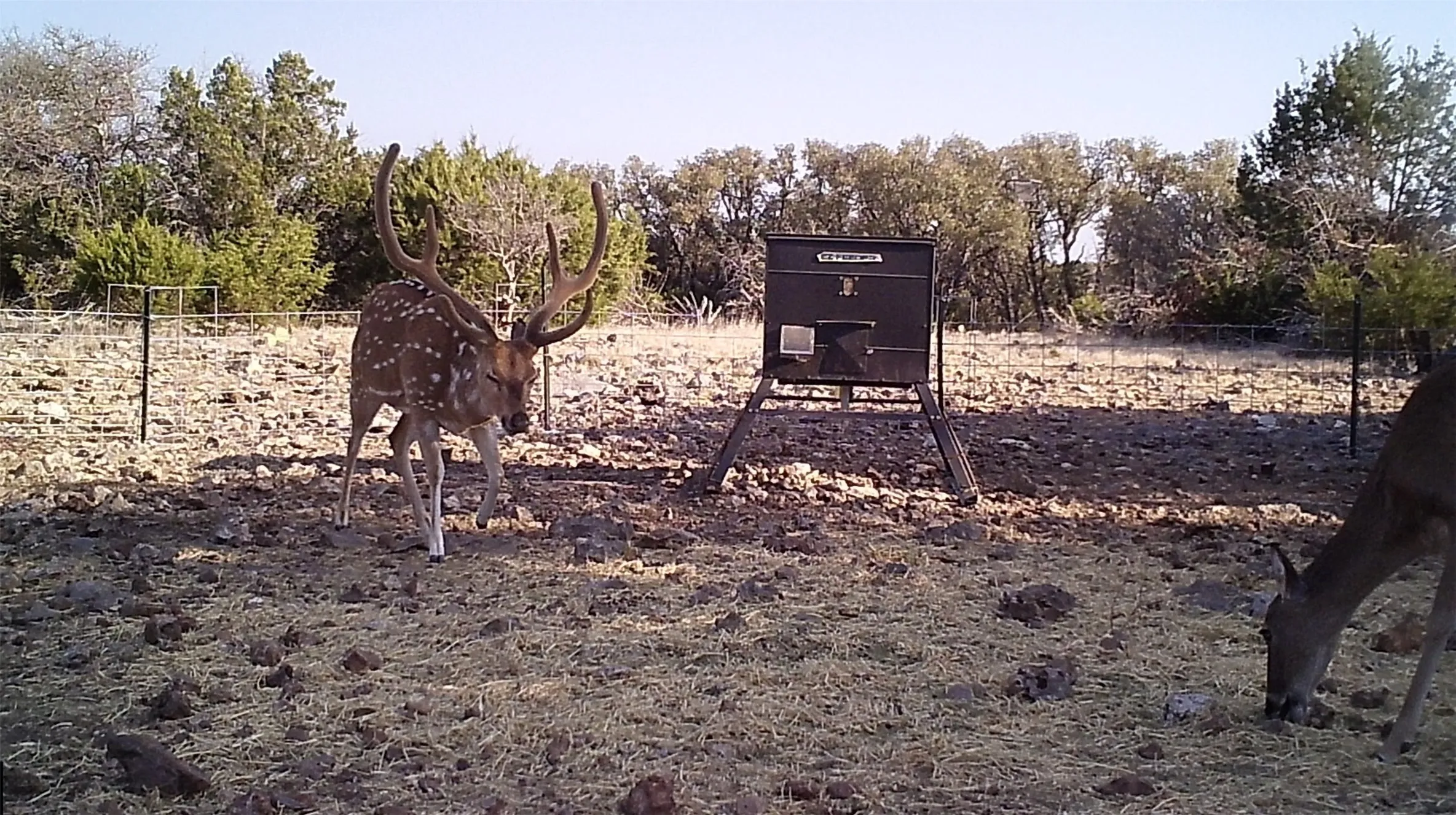 Unimproved Land For Sale in Edwards County , 919 SD 16010, Rocksprings, Texas 78880, 0, 0, Garage spaces, 0 Sqft, built in 2021, mls#20886651, Real Estate Agent in Rocksprings, Homes For Sale in Edwards county, Homes For Sale in Rocksprings, Realtor in Rocksprings Texas, Real Estate Brokerage Independent Realty Texas, Luminita Cordes Realtor