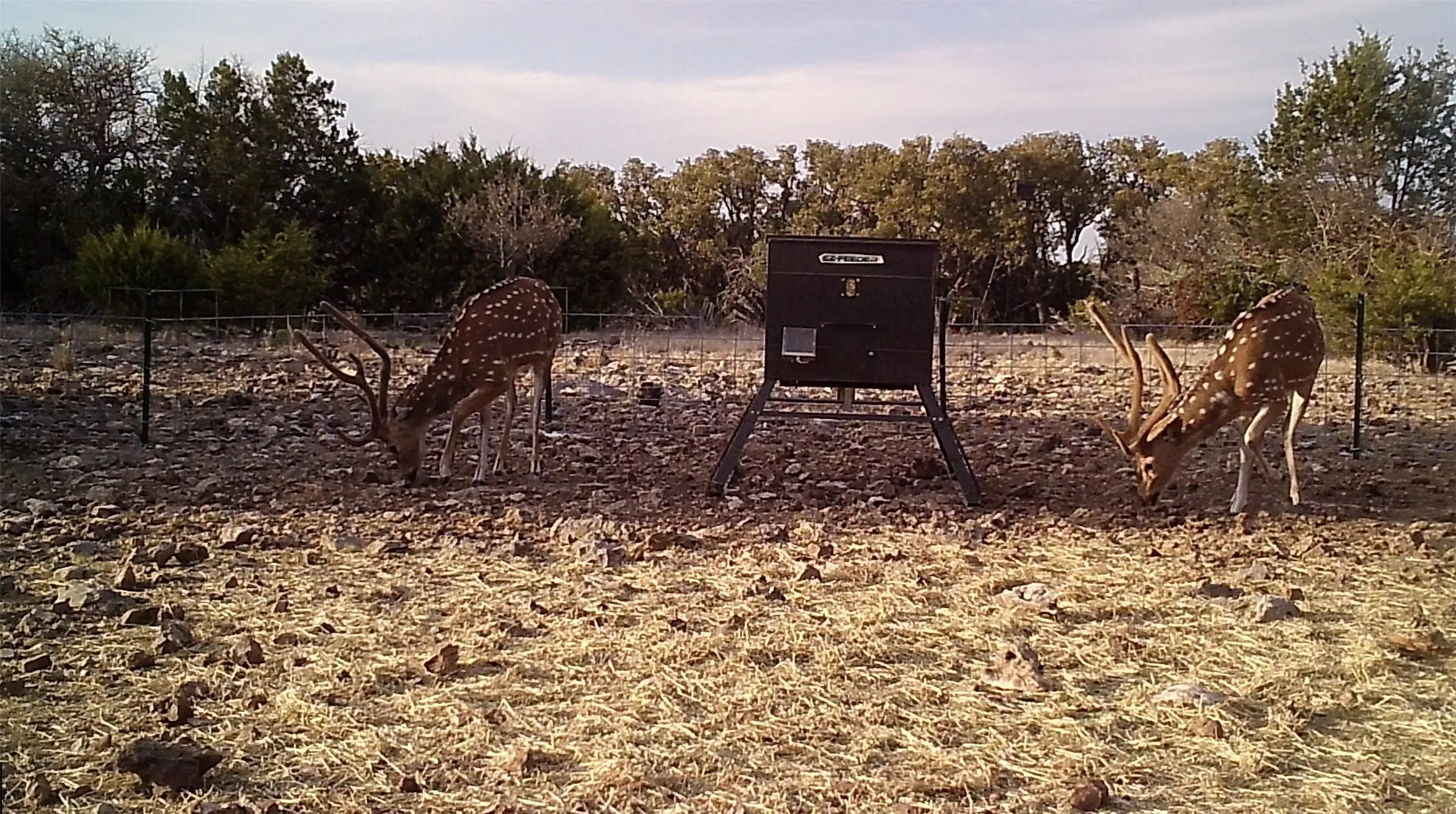 Unimproved Land For Sale in Edwards County , 919 SD 16010, Rocksprings, Texas 78880, 0, 0, Garage spaces, 0 Sqft, built in 2021, mls#20886651, Real Estate Agent in Rocksprings, Homes For Sale in Edwards county, Homes For Sale in Rocksprings, Realtor in Rocksprings Texas, Real Estate Brokerage Independent Realty Texas, Luminita Cordes Realtor