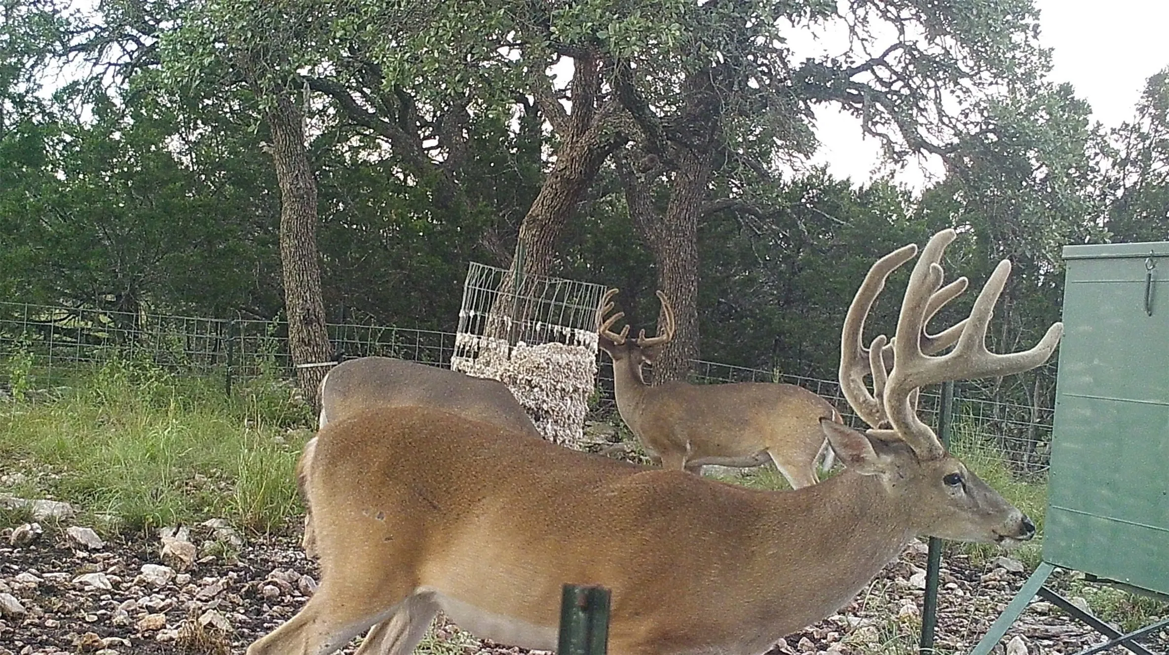 Unimproved Land For Sale in Edwards County , 919 SD 16010, Rocksprings, Texas 78880, 0, 0, Garage spaces, 0 Sqft, built in 2021, mls#20886651, Real Estate Agent in Rocksprings, Homes For Sale in Edwards county, Homes For Sale in Rocksprings, Realtor in Rocksprings Texas, Real Estate Brokerage Independent Realty Texas, Luminita Cordes Realtor
