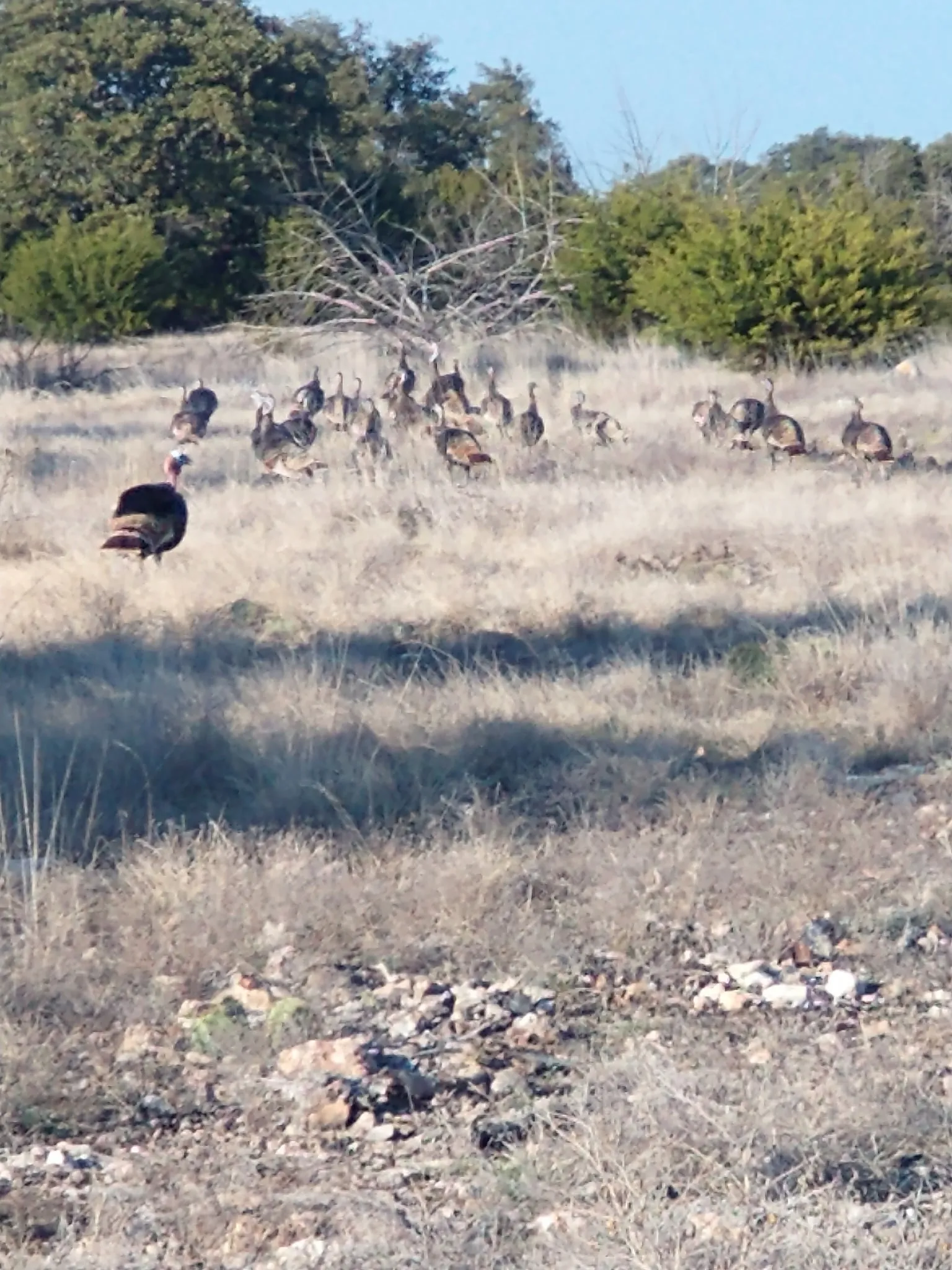 Unimproved Land For Sale in Edwards County , 919 SD 16010, Rocksprings, Texas 78880, 0, 0, Garage spaces, 0 Sqft, built in 2021, mls#20886651, Real Estate Agent in Rocksprings, Homes For Sale in Edwards county, Homes For Sale in Rocksprings, Realtor in Rocksprings Texas, Real Estate Brokerage Independent Realty Texas, Luminita Cordes Realtor