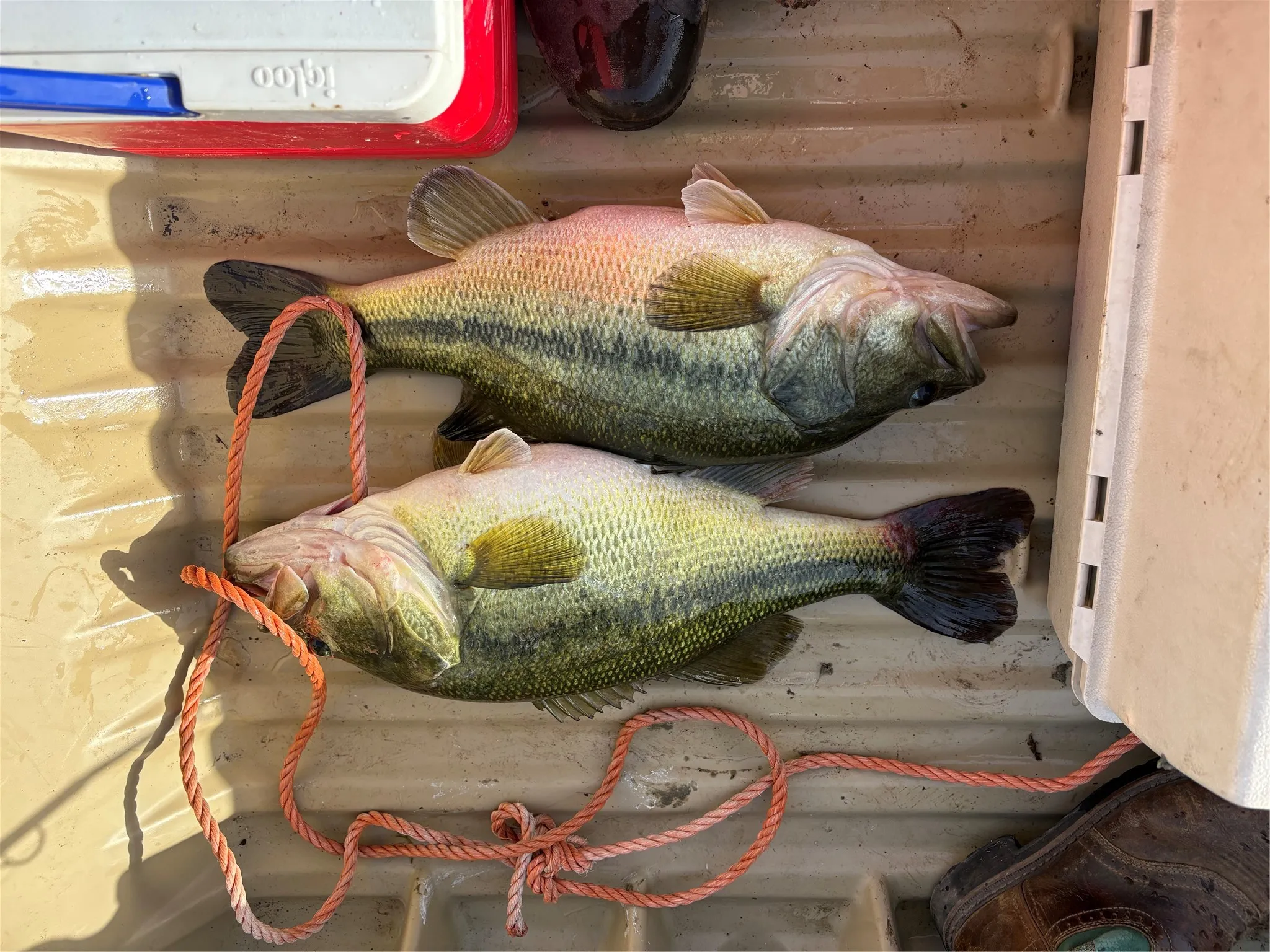 Large mouth bass harvested off the lake