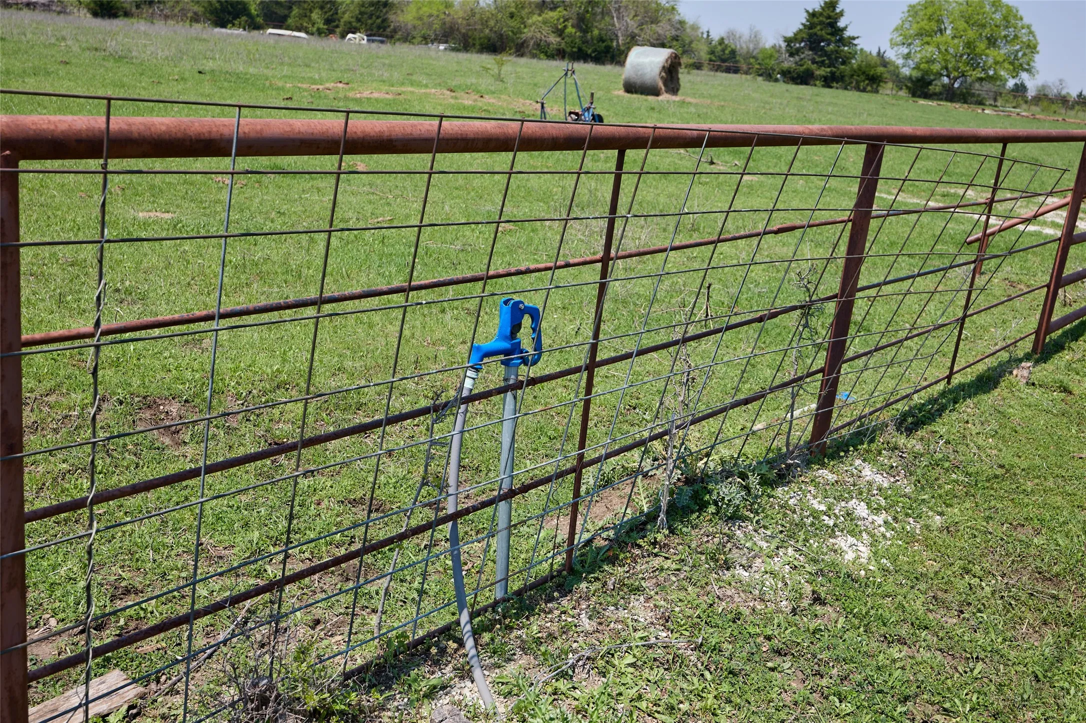 Water hydrant for livestock