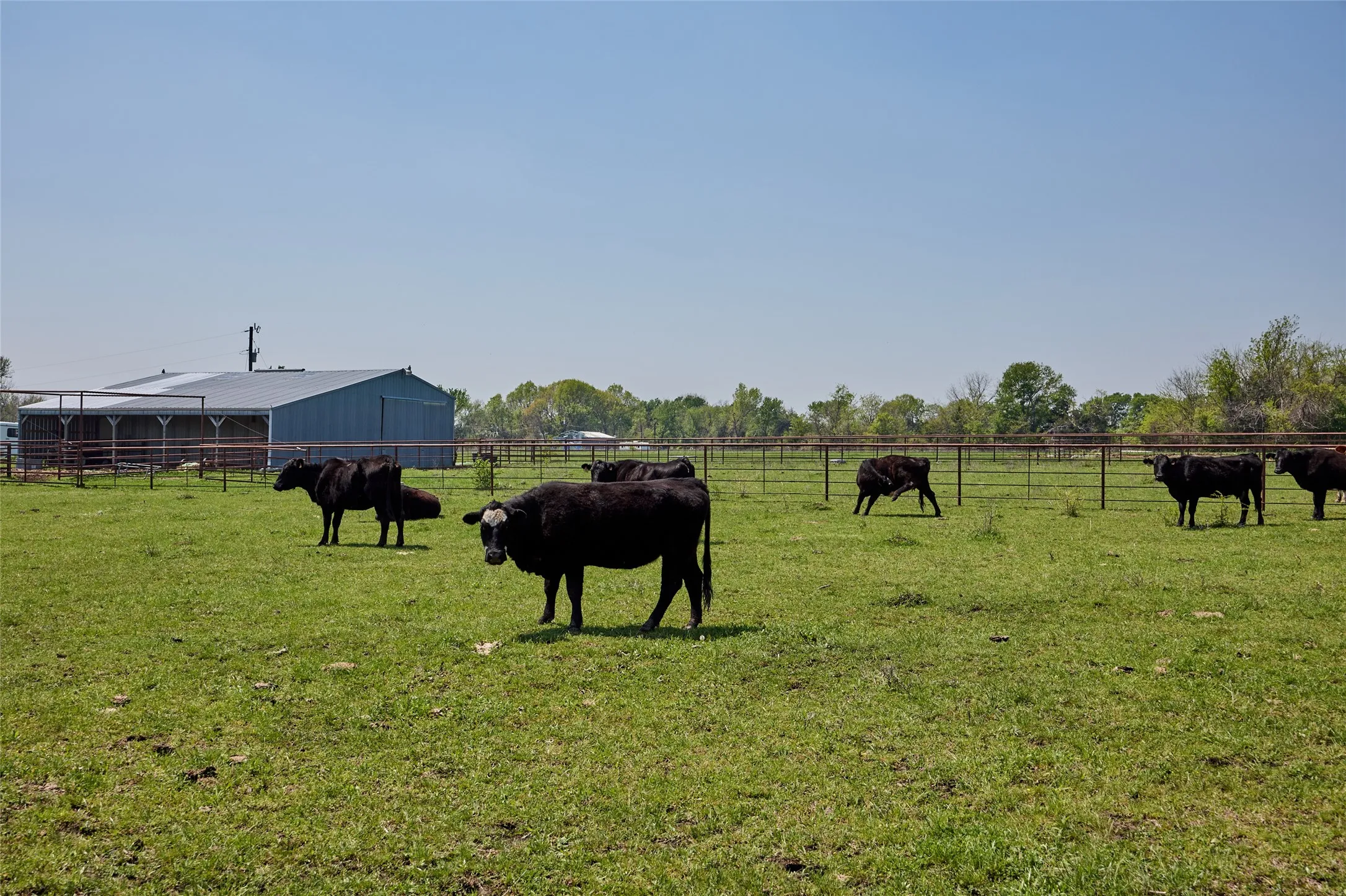 Ranch For Sale in Fannin County , 0000 County Road 5040, Leonard, Texas 75452, 0, 0, Garage spaces, 0 Sqft, built in 1950, mls#20897443, Real Estate Agent in Leonard, Homes For Sale in Fannin county, Homes For Sale in Leonard, Realtor in Leonard Texas, Real Estate Brokerage Independent Realty Texas, Luminita Cordes Realtor