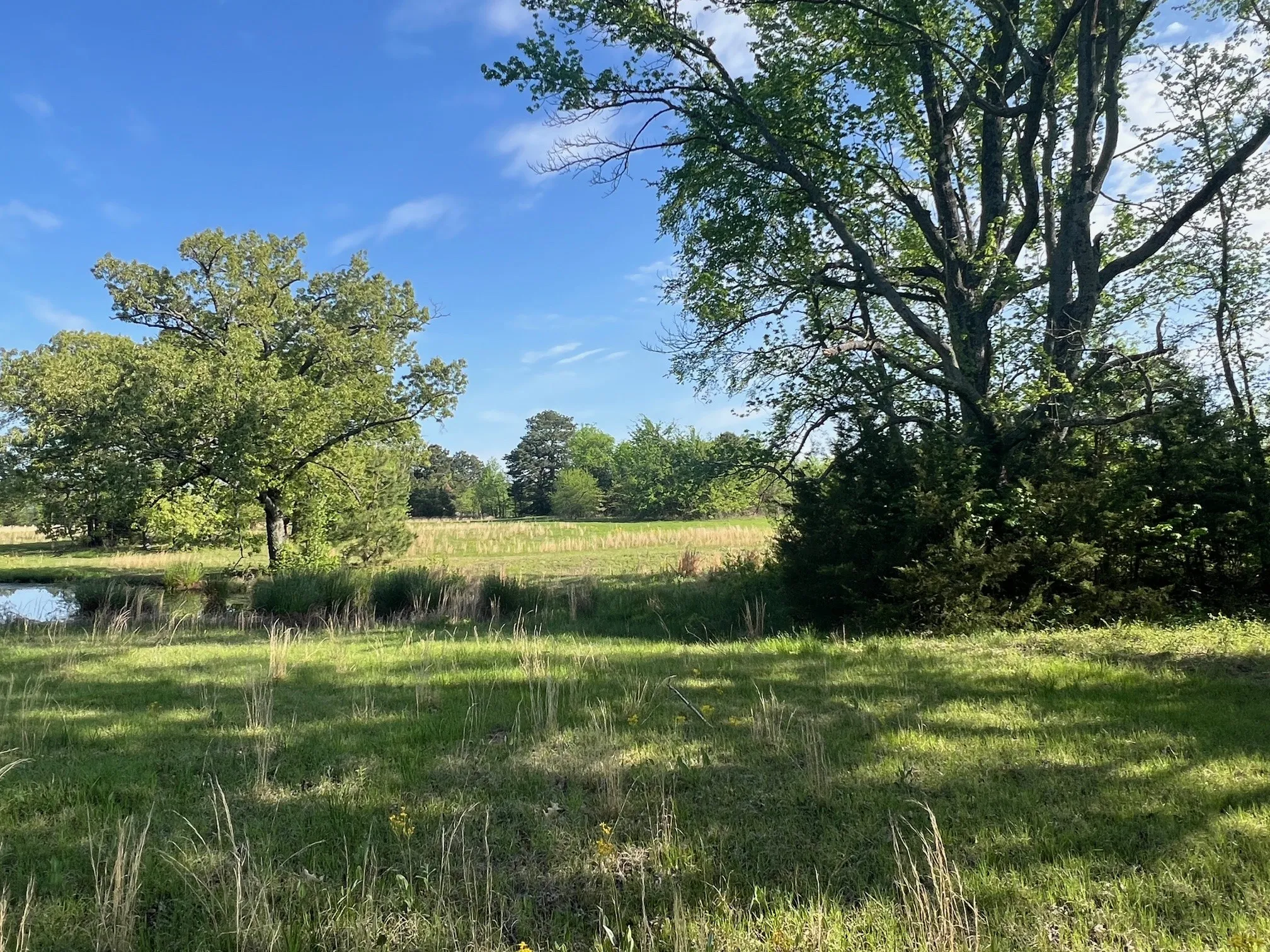 Unimproved Land For Sale in Titus County , TBD CR 1755, Mt Pleasant, Texas 75455, 0, 0, Garage spaces, 0 Sqft, built in 0, Price $425,000, mls#20901111, Real Estate Agent in Mt Pleasant, Homes For Sale in Titus county, Homes For Sale in Mt Pleasant, Realtor in Mt Pleasant Texas, Real Estate Brokerage Independent Realty Texas, Luminita Cordes Realtor