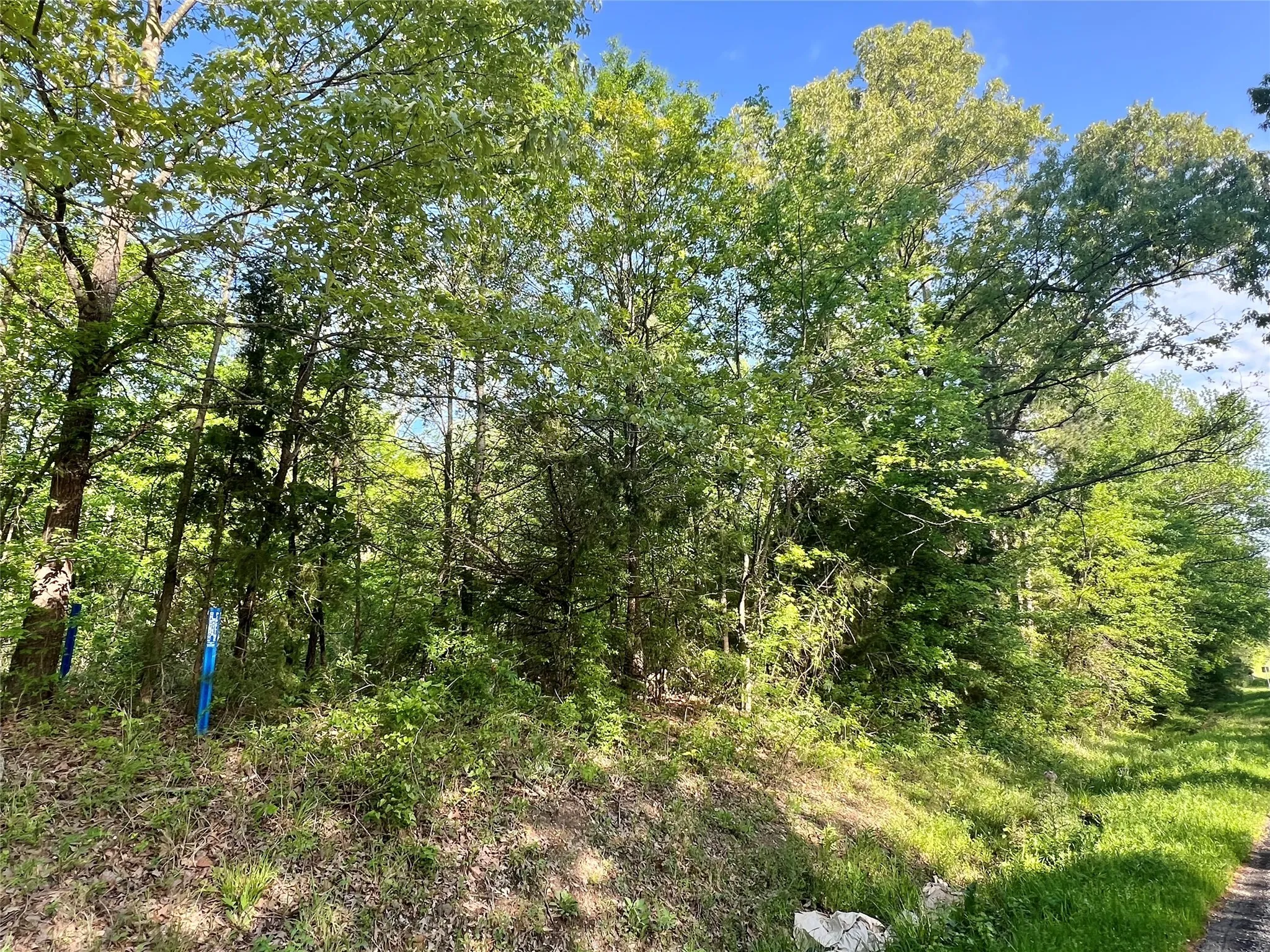 View of local wilderness