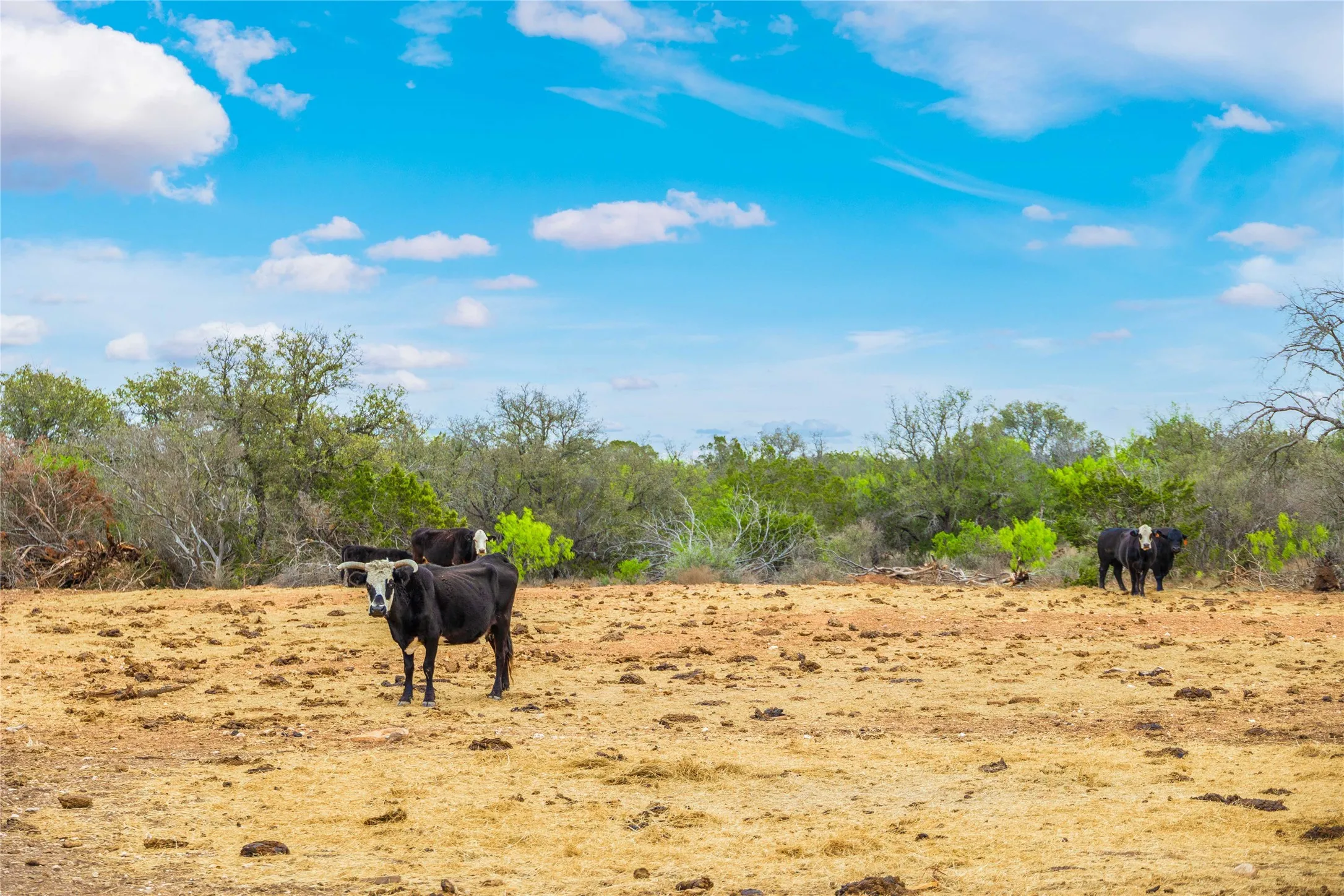 Ranch For Sale in Mc Culloch County , 000TBD Hwy 377, Mercury, Texas 76872, 0, 0, Garage spaces, 0 Sqft, built in 0, mls#20898116, Real Estate Agent in Mercury, Homes For Sale in Mc Culloch county, Homes For Sale in Mercury, Realtor in Mercury Texas, Real Estate Brokerage Independent Realty Texas, Luminita Cordes Realtor