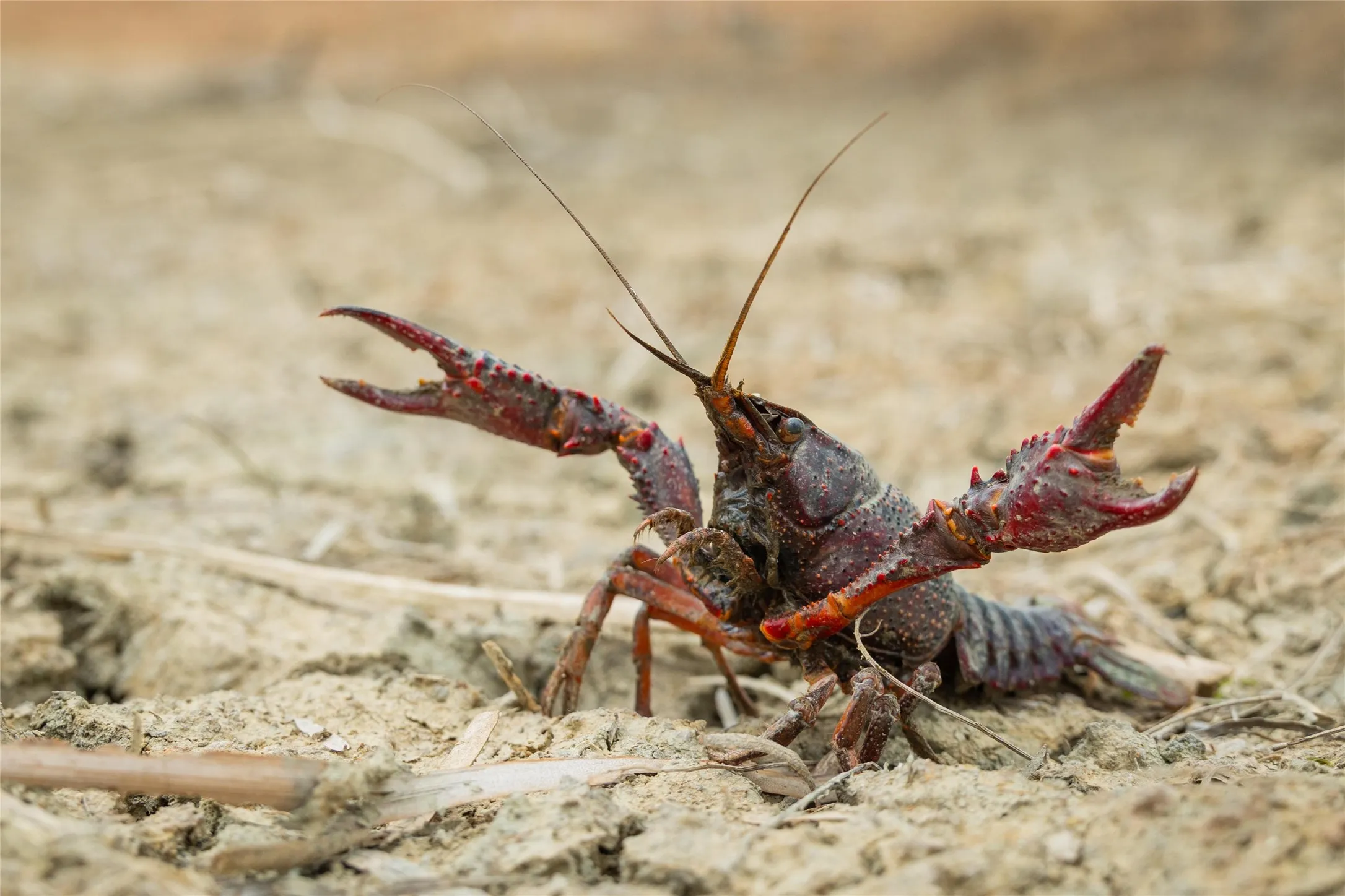 This craw-dad looked large enough to pass as a Lobster