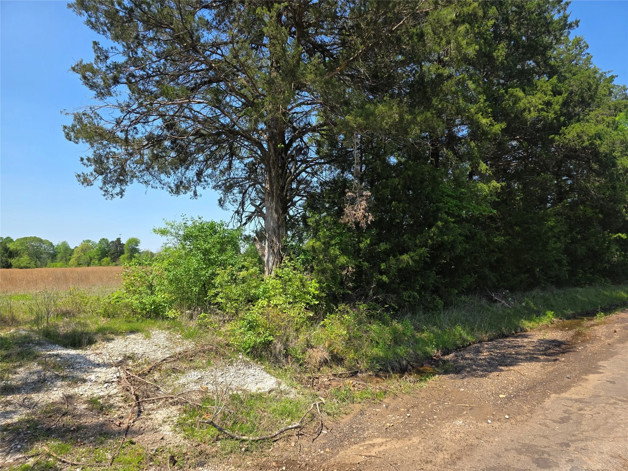 View of local wilderness