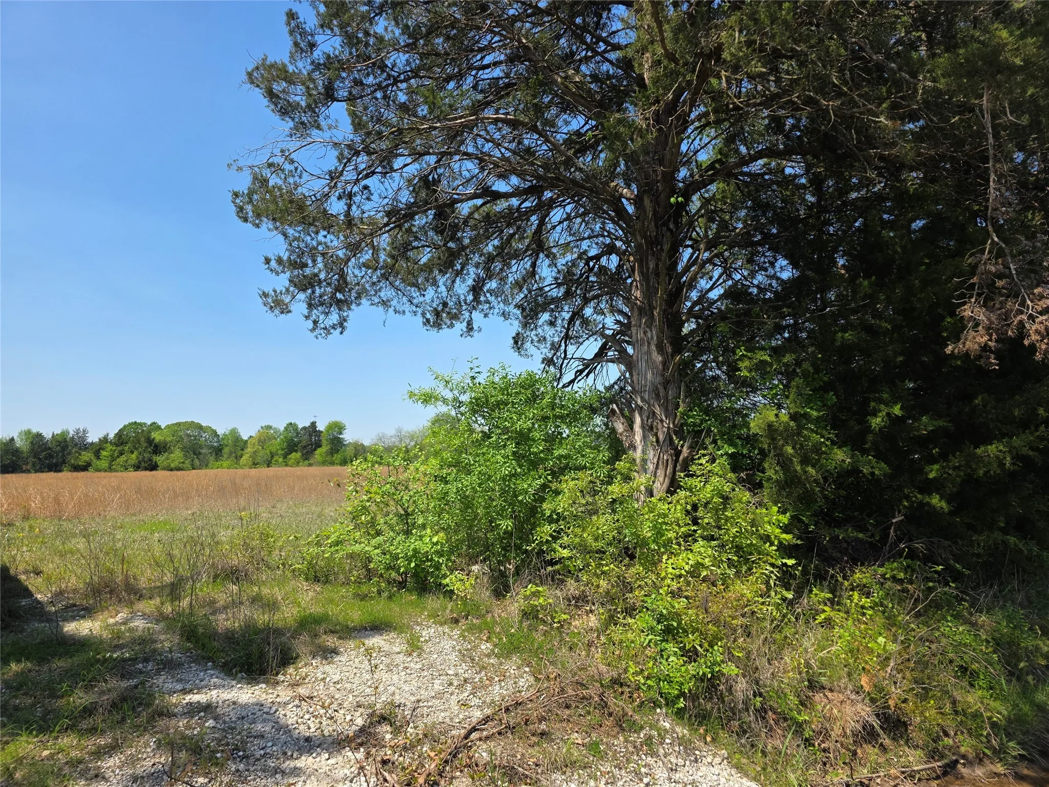 View of local wilderness