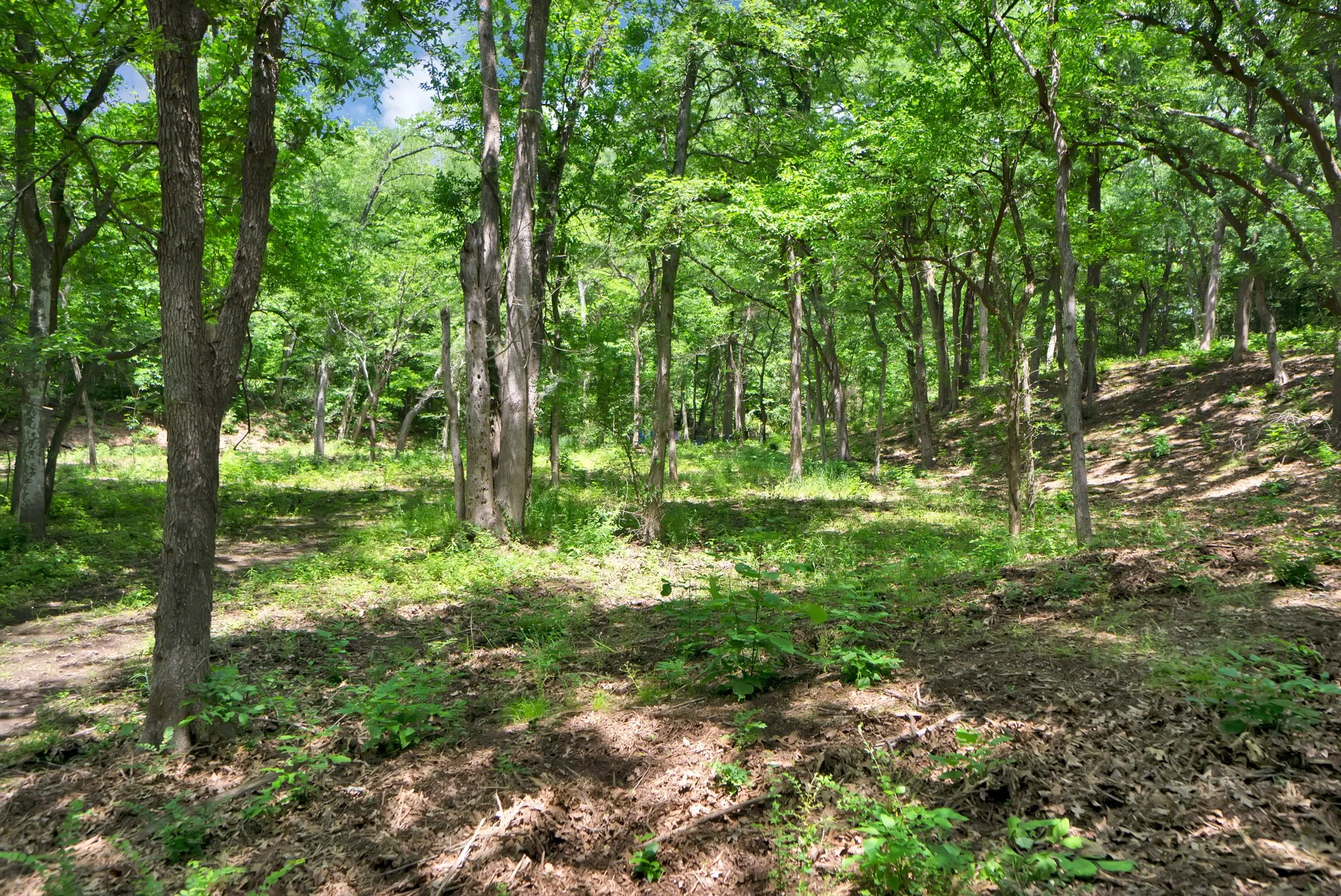 Unimproved Land For Sale in Grayson County , 322 Grigg Road, Sherman, Texas 75090, 0, 0, Garage spaces, 0 Sqft, built in 0, mls#20903005, Real Estate Agent in Sherman, Homes For Sale in Grayson county, Homes For Sale in Sherman, Realtor in Sherman Texas, Real Estate Brokerage Independent Realty Texas, Luminita Cordes Realtor