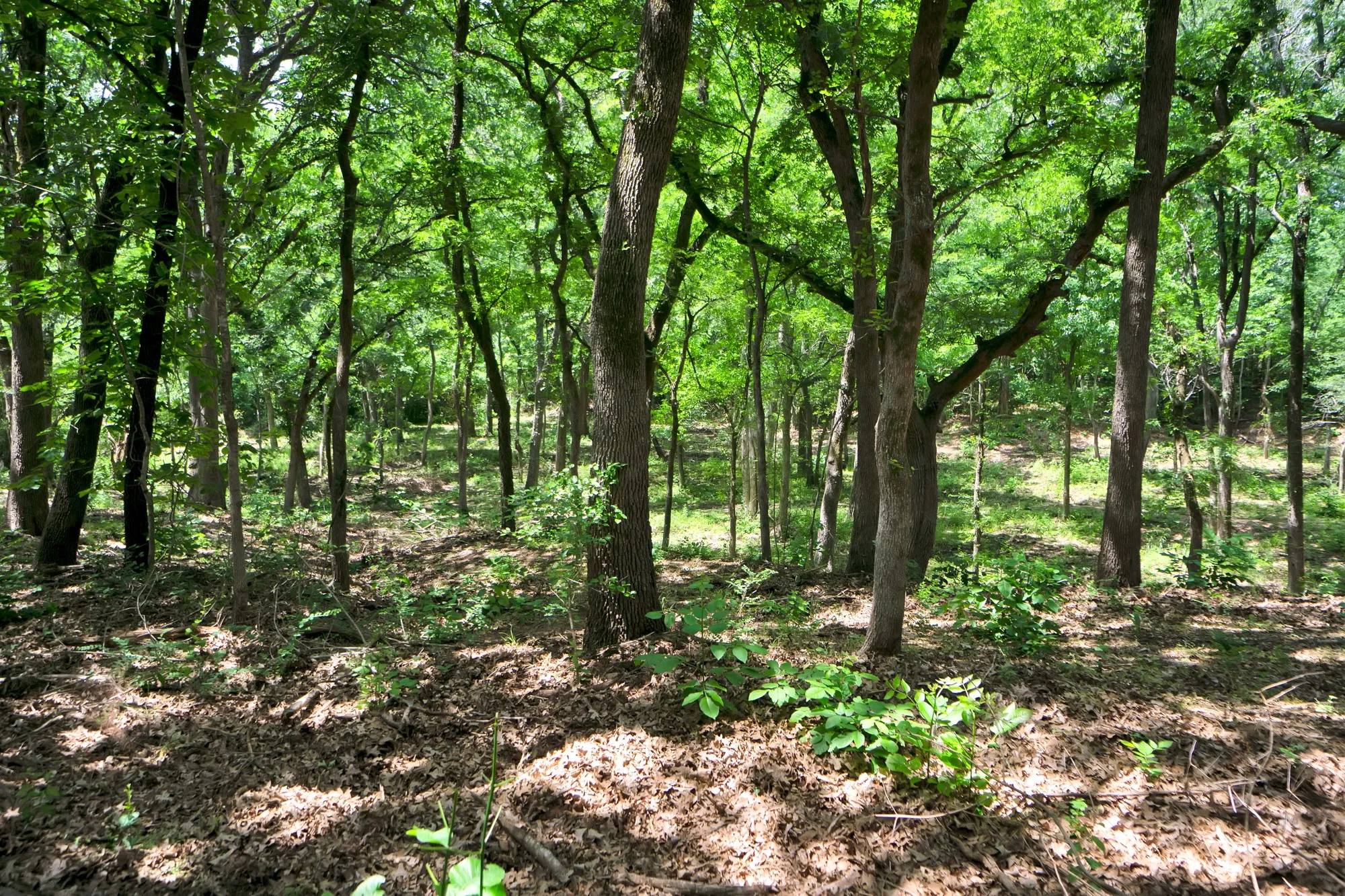 Unimproved Land For Sale in Grayson County , 322 Grigg Road, Sherman, Texas 75090, 0, 0, Garage spaces, 0 Sqft, built in 0, mls#20903005, Real Estate Agent in Sherman, Homes For Sale in Grayson county, Homes For Sale in Sherman, Realtor in Sherman Texas, Real Estate Brokerage Independent Realty Texas, Luminita Cordes Realtor