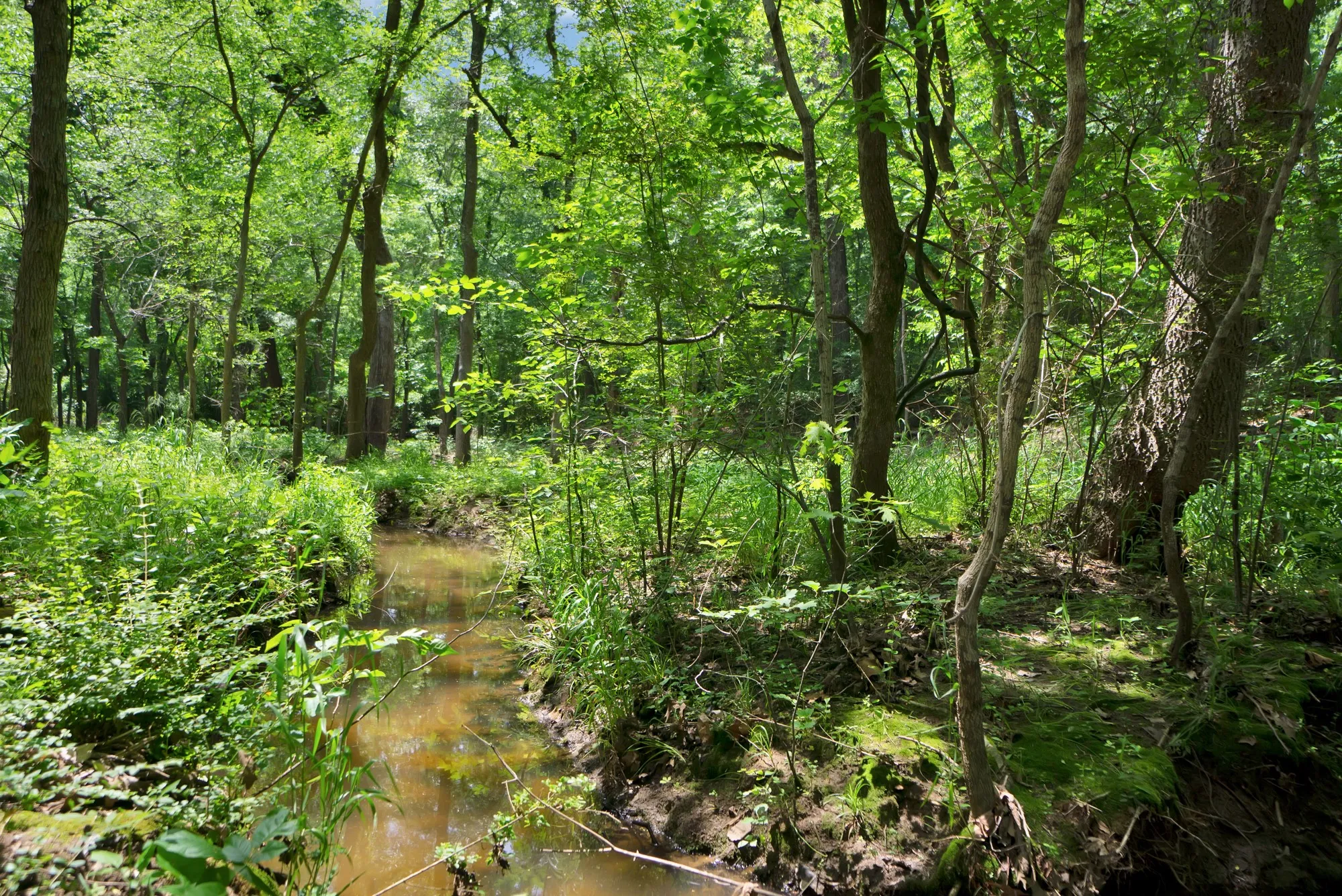 Unimproved Land For Sale in Grayson County , 322 Grigg Road, Sherman, Texas 75090, 0, 0, Garage spaces, 0 Sqft, built in 0, mls#20903005, Real Estate Agent in Sherman, Homes For Sale in Grayson county, Homes For Sale in Sherman, Realtor in Sherman Texas, Real Estate Brokerage Independent Realty Texas, Luminita Cordes Realtor